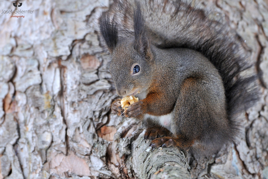 Nikon D3S sample photo. Squirrel tree breakfast photography