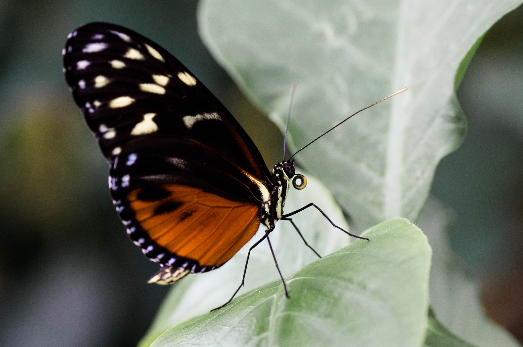 Sony SLT-A57 + Tamron SP AF 90mm F2.8 Di Macro sample photo. Schmetterling photography