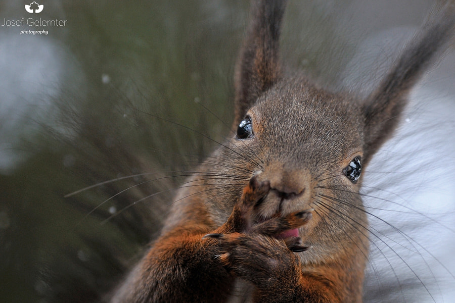 Nikon D3S sample photo. Delicious photography