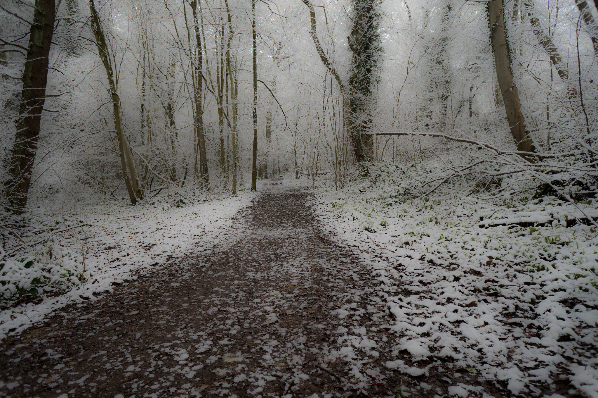 Sony Alpha NEX-F3 + Sony E 16mm F2.8 sample photo. Walk under the snow photography