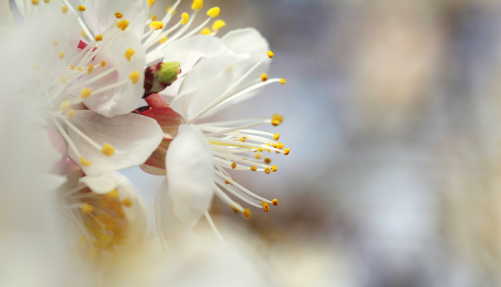 Canon EF 35-80mm f/4-5.6 sample photo. Apricot flower photography