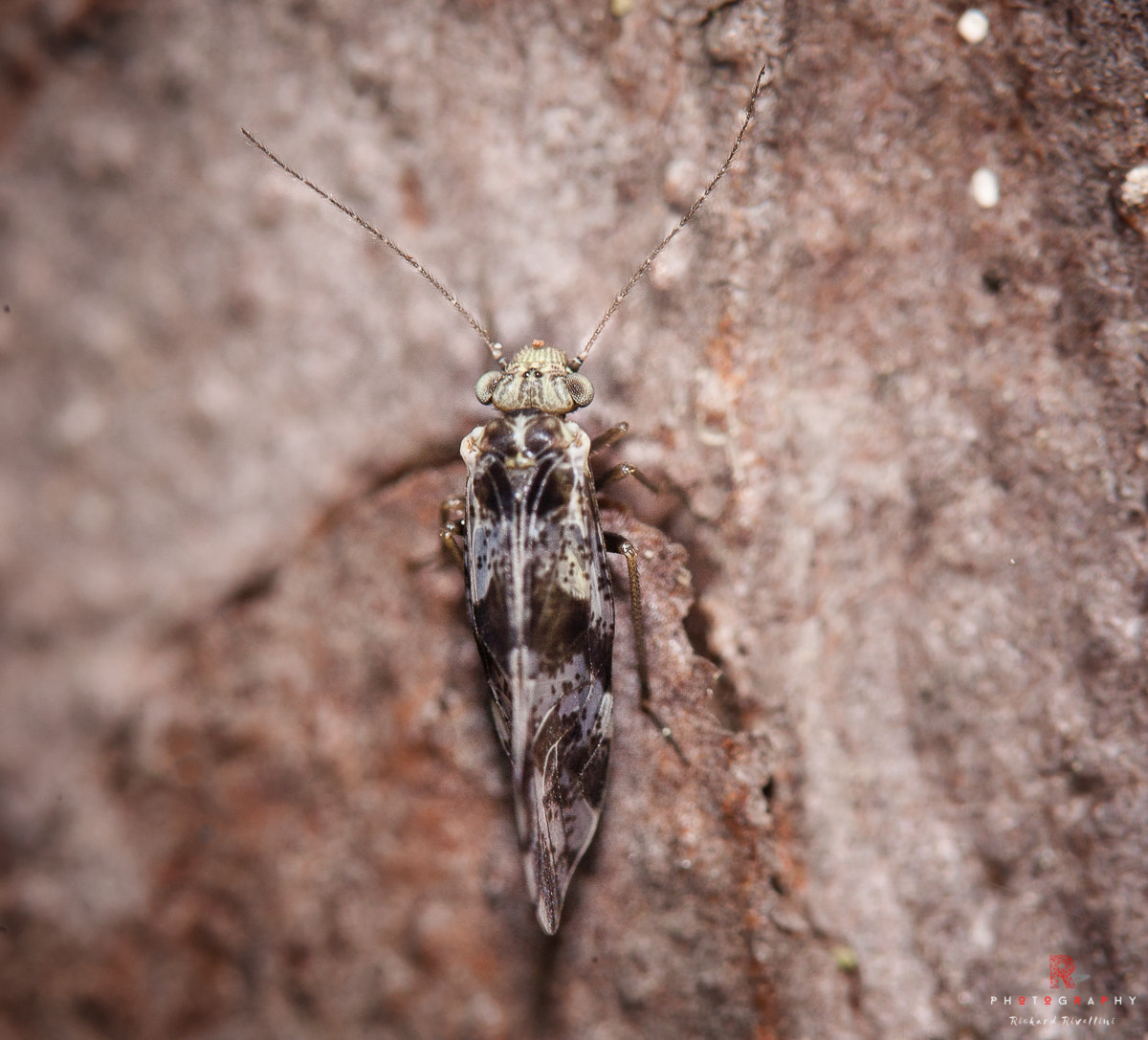 Canon EF 180mm F3.5L Macro USM sample photo. Macro photography