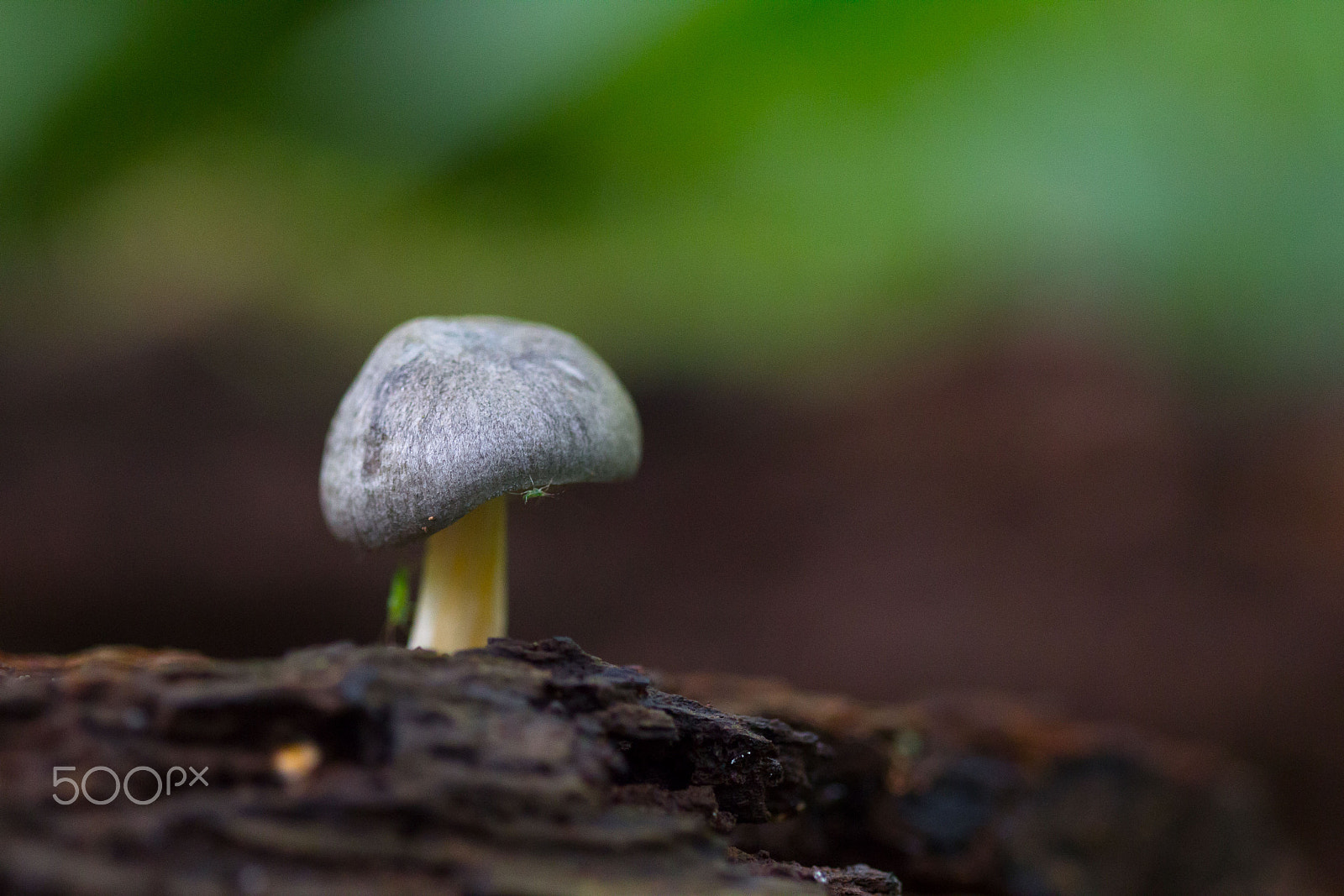 Canon EOS 60D + Canon EF 100mm F2.8 Macro USM sample photo. Fungi photography