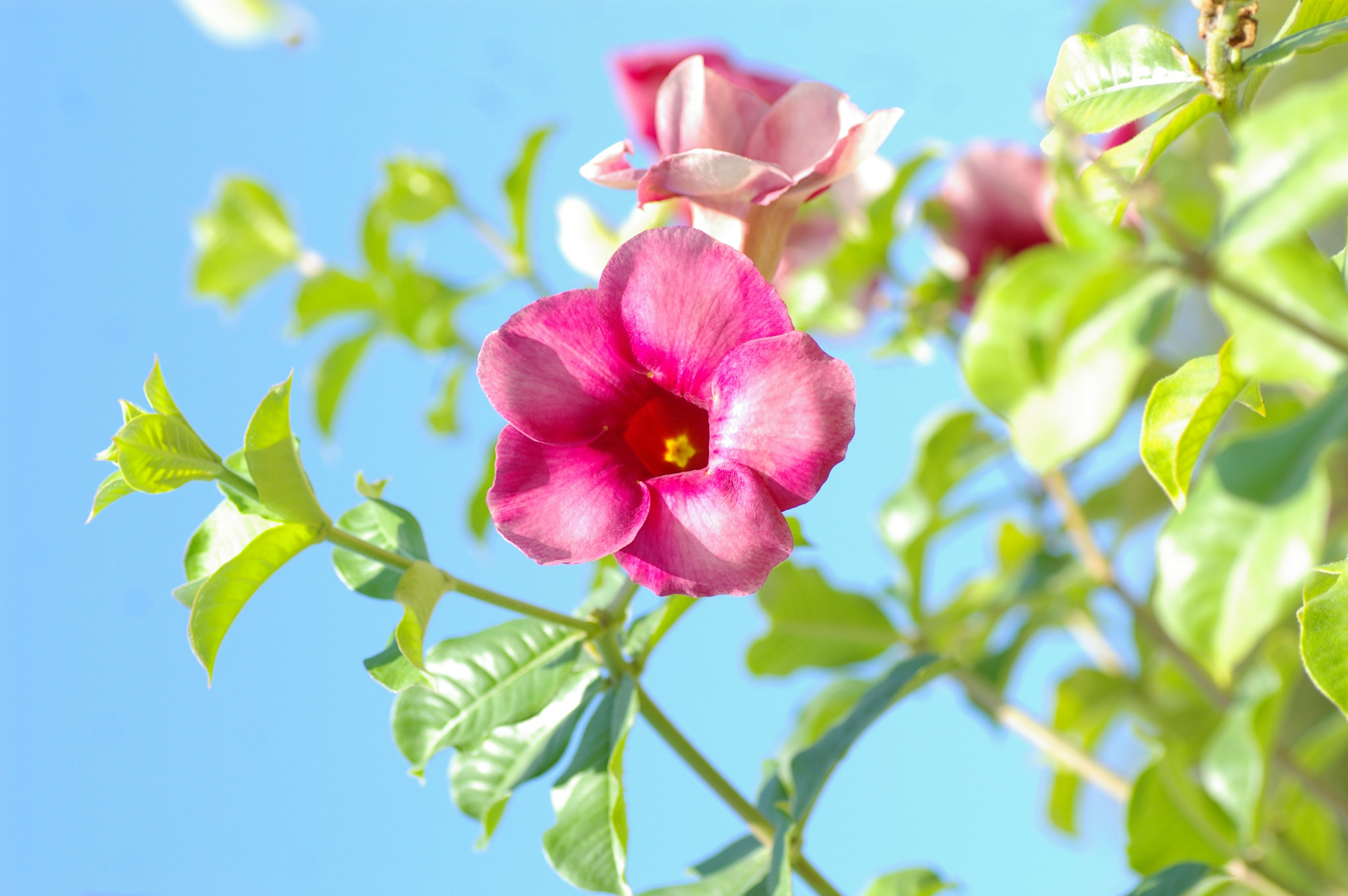 Pentax *ist DL + Tamron SP AF 90mm F2.8 Di Macro sample photo. Jamaican flowers photography