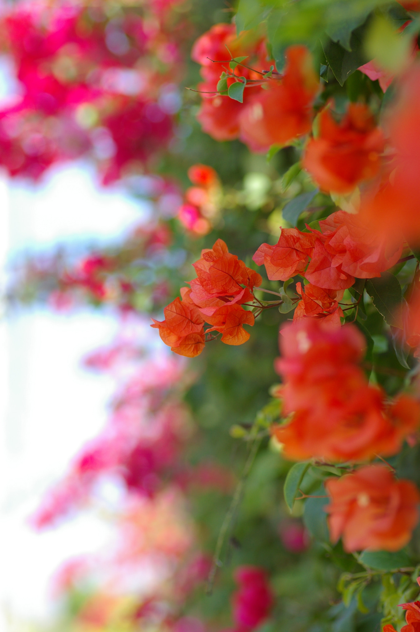 Pentax *ist DL + Tamron SP AF 90mm F2.8 Di Macro sample photo. Orange bougainvillea photography