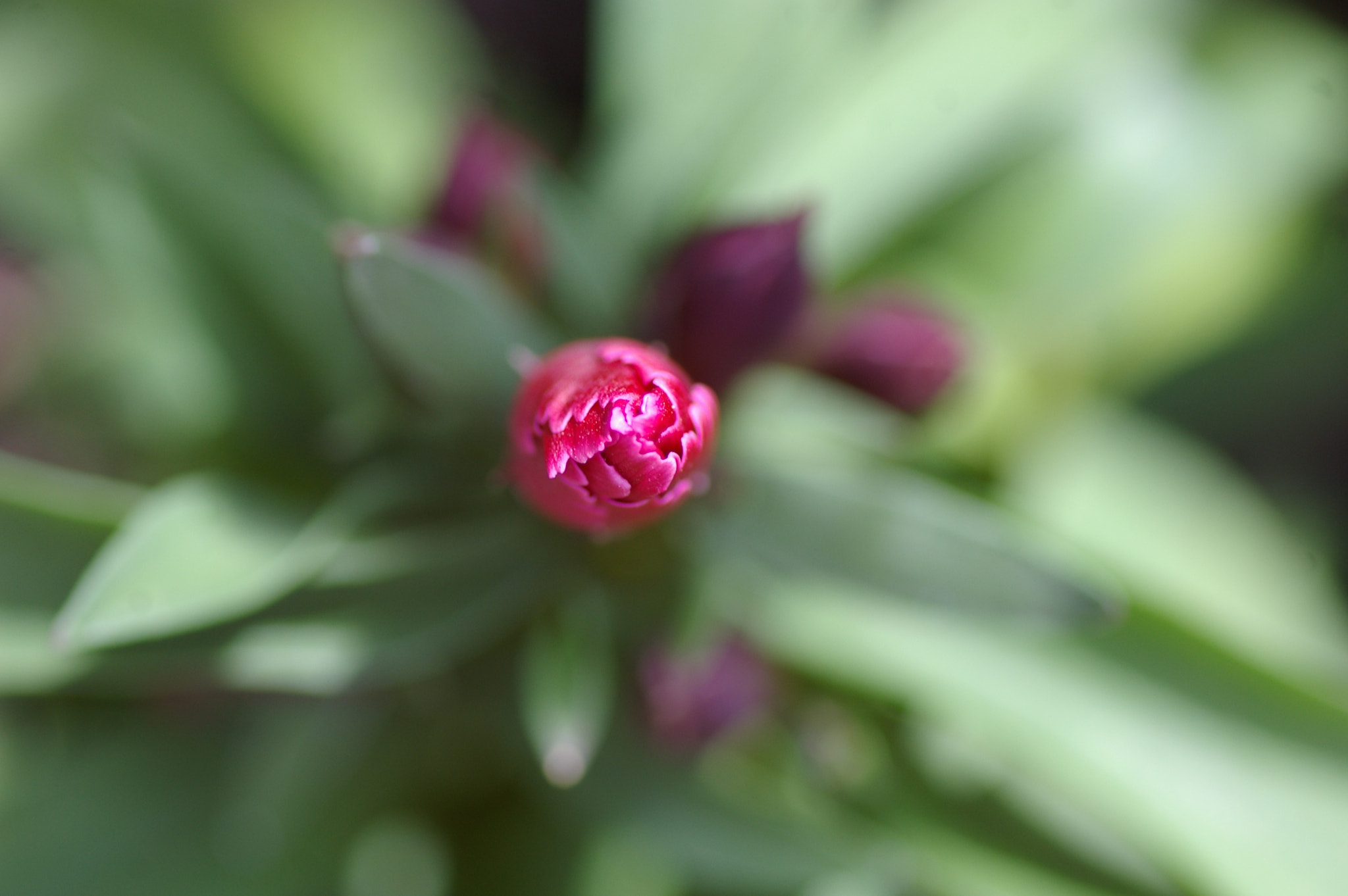 Pentax *ist DL + Tamron SP AF 90mm F2.8 Di Macro sample photo. Head of flower photography