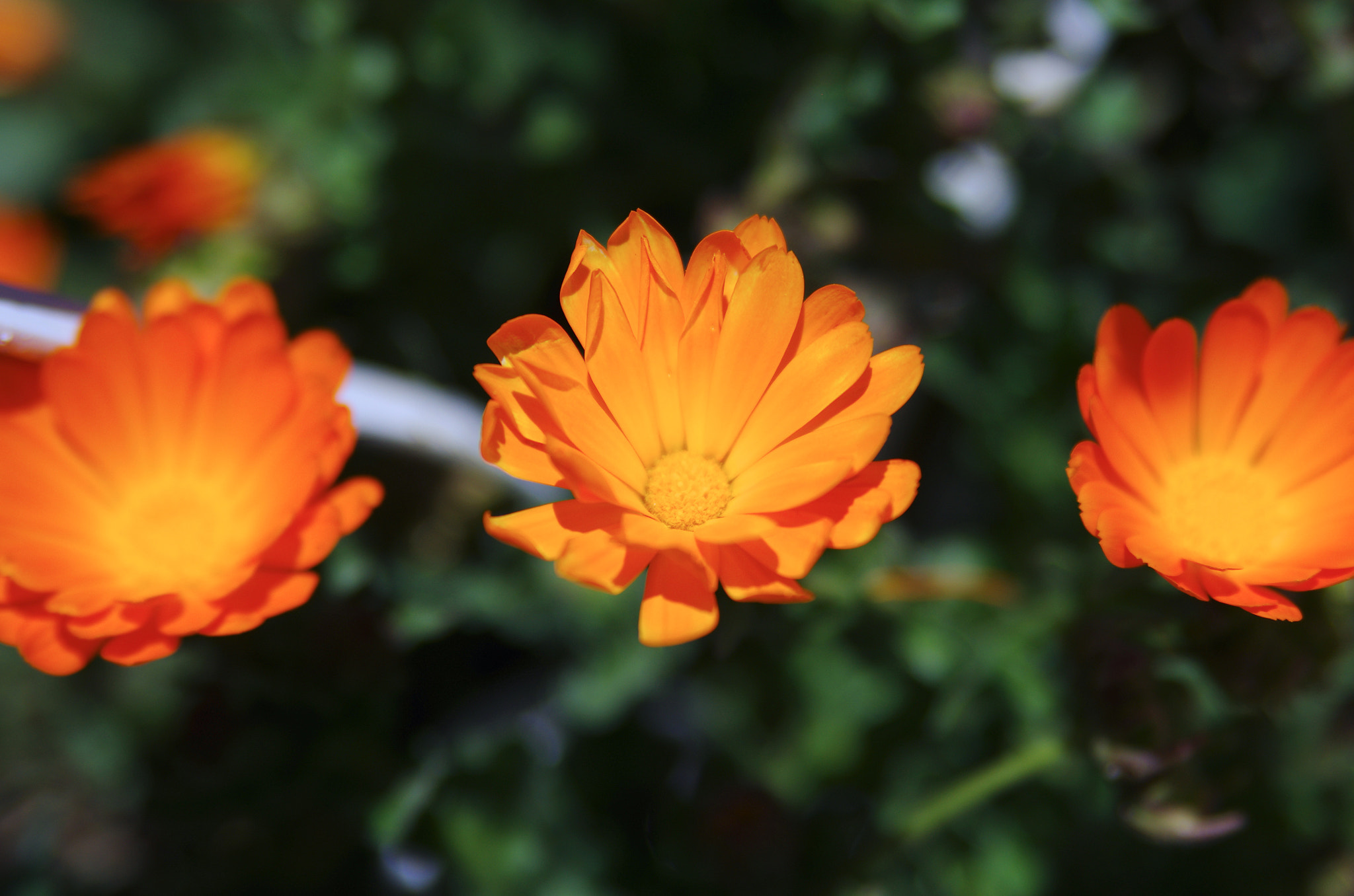 Tamron AF 28-75mm F2.8 XR Di LD Aspherical (IF) sample photo. Three orange flowers photography