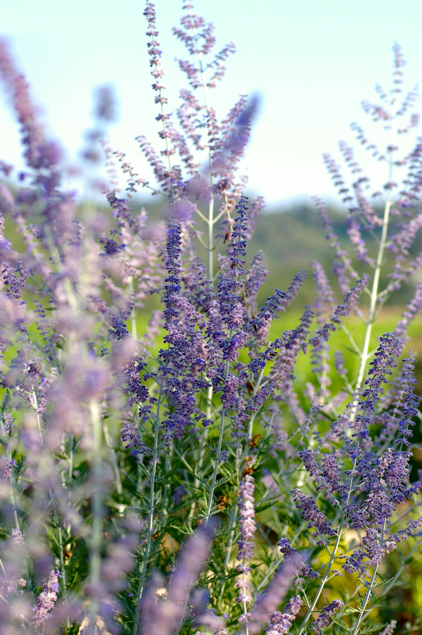 Pentax *ist DL + Tamron SP AF 90mm F2.8 Di Macro sample photo. Lavendar of provence photography