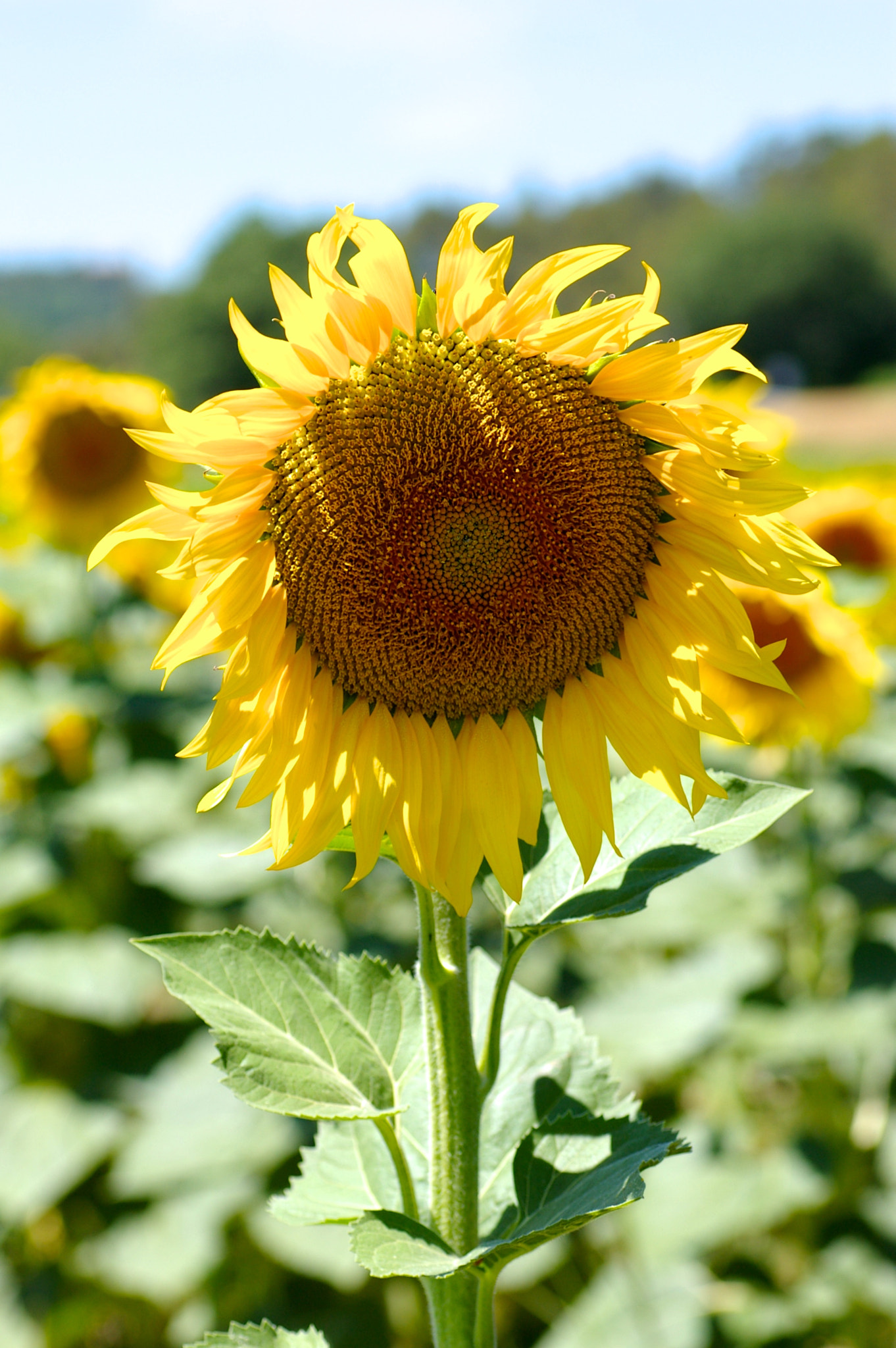 Pentax *ist DL + Tamron SP AF 90mm F2.8 Di Macro sample photo. Sunflower field photography