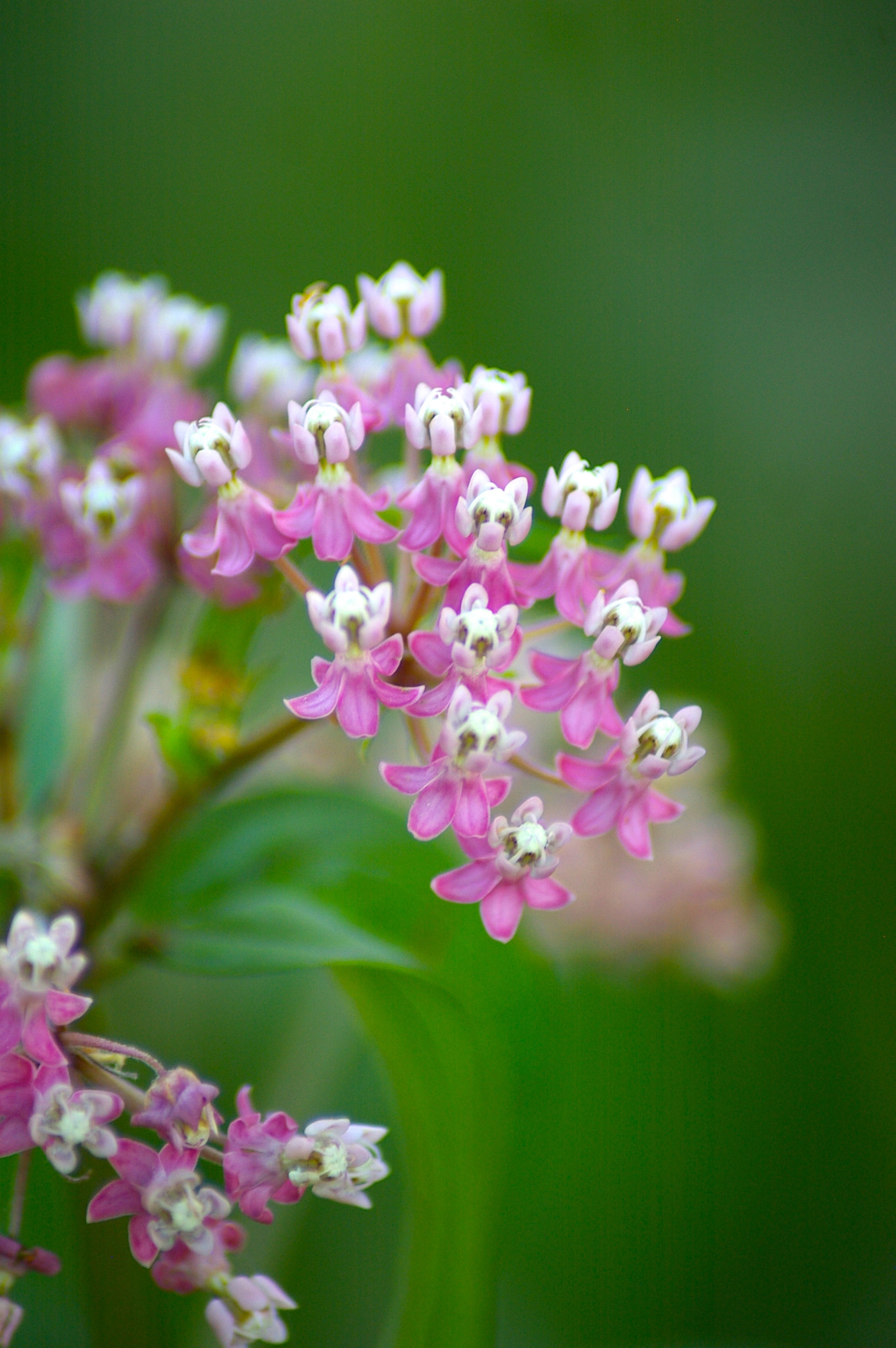 Pentax *ist DL sample photo. Pink flowers photography