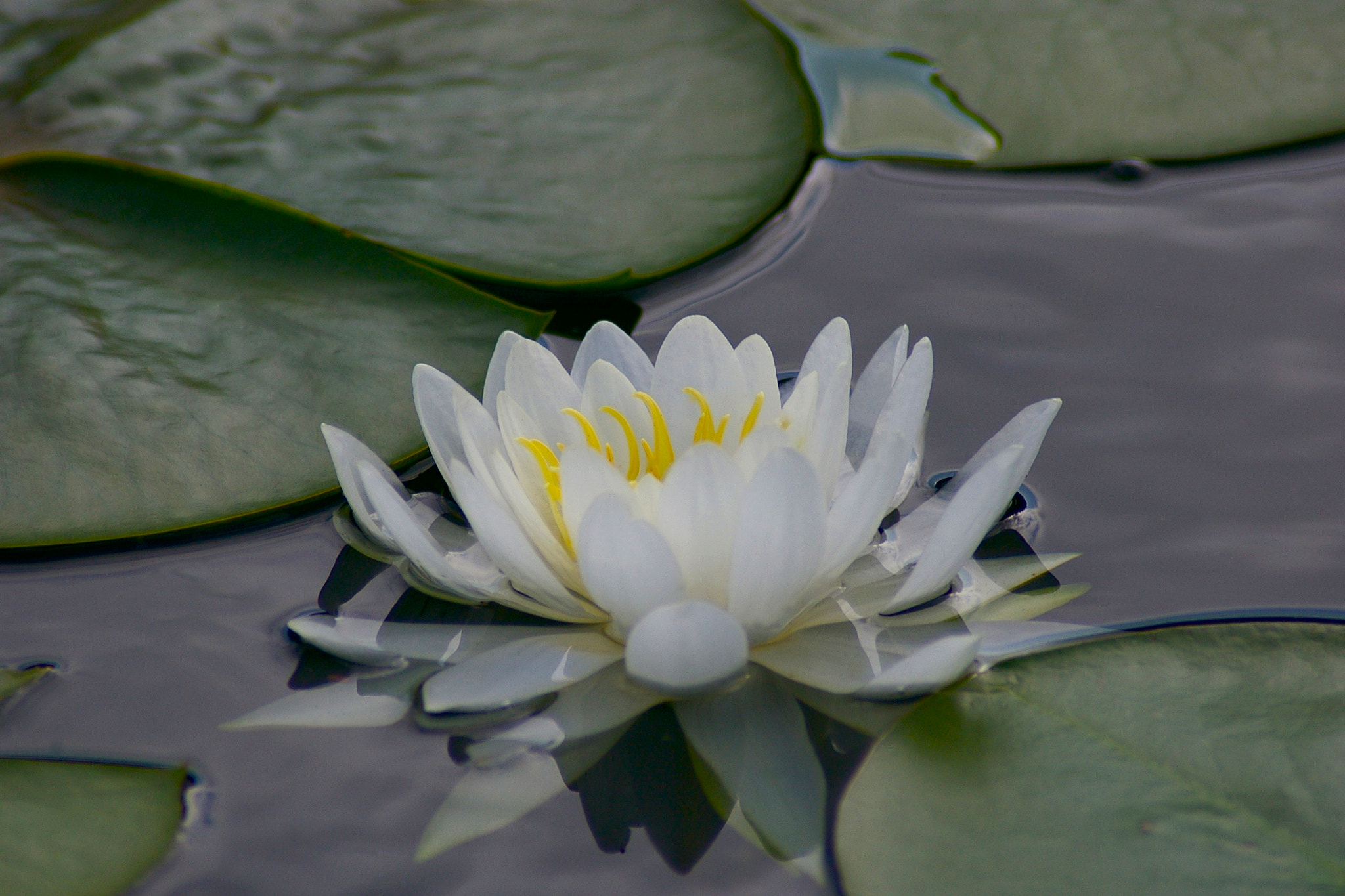 Pentax *ist DL sample photo. Water lilly photography