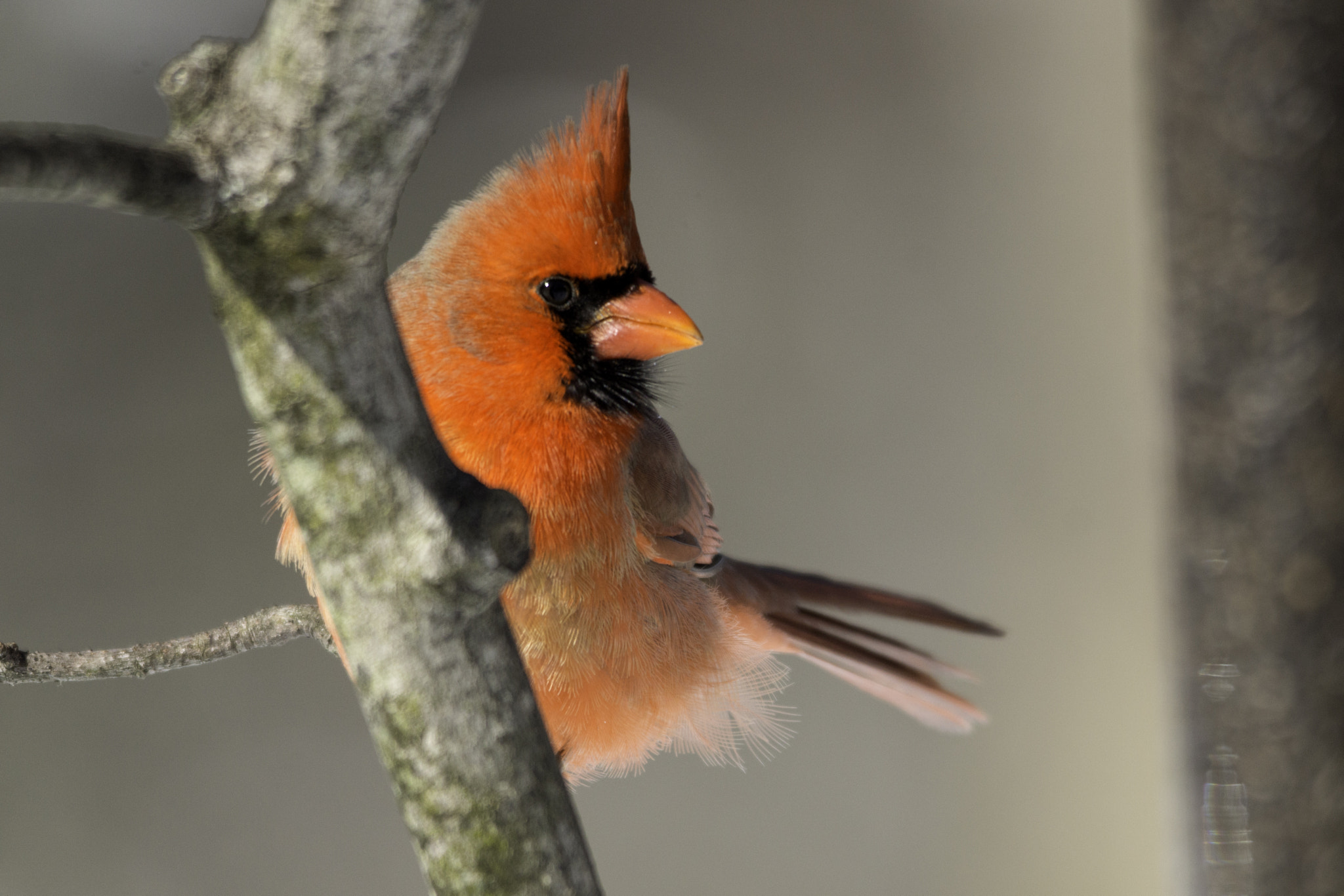 Sigma 150-500mm F5-6.3 DG OS HSM sample photo. Soft light photography