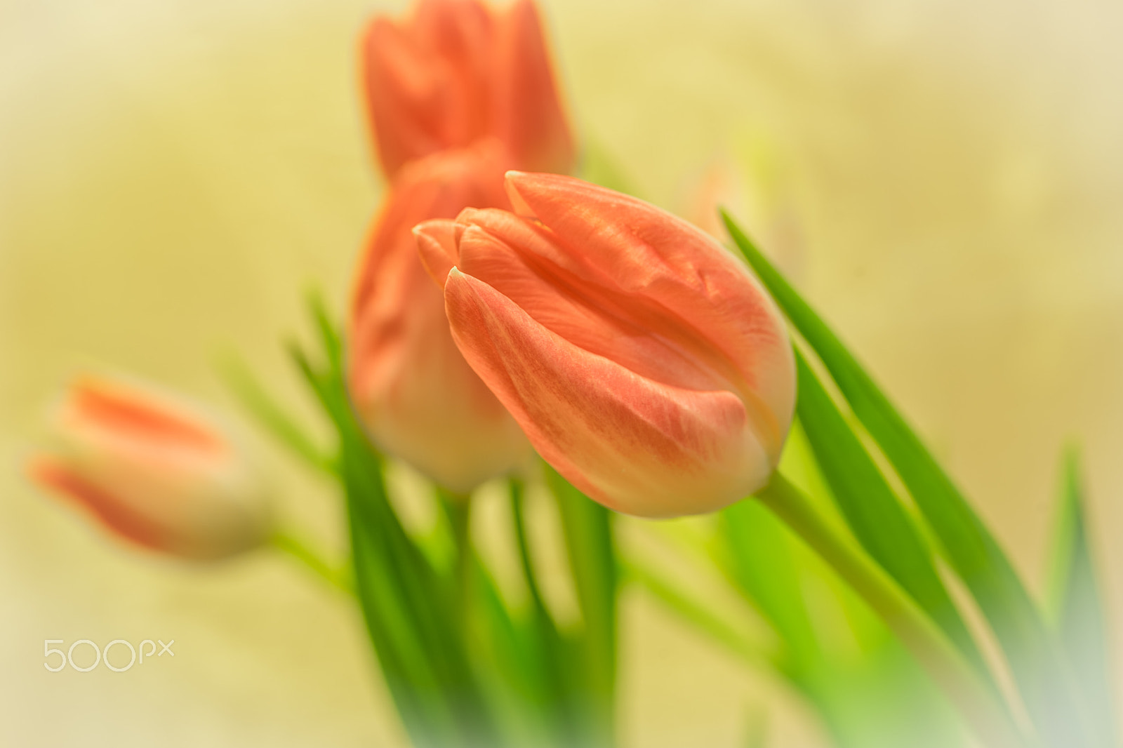 Sony a7 II + 90mm F2.8 Macro SSM sample photo. Pink tulip photography