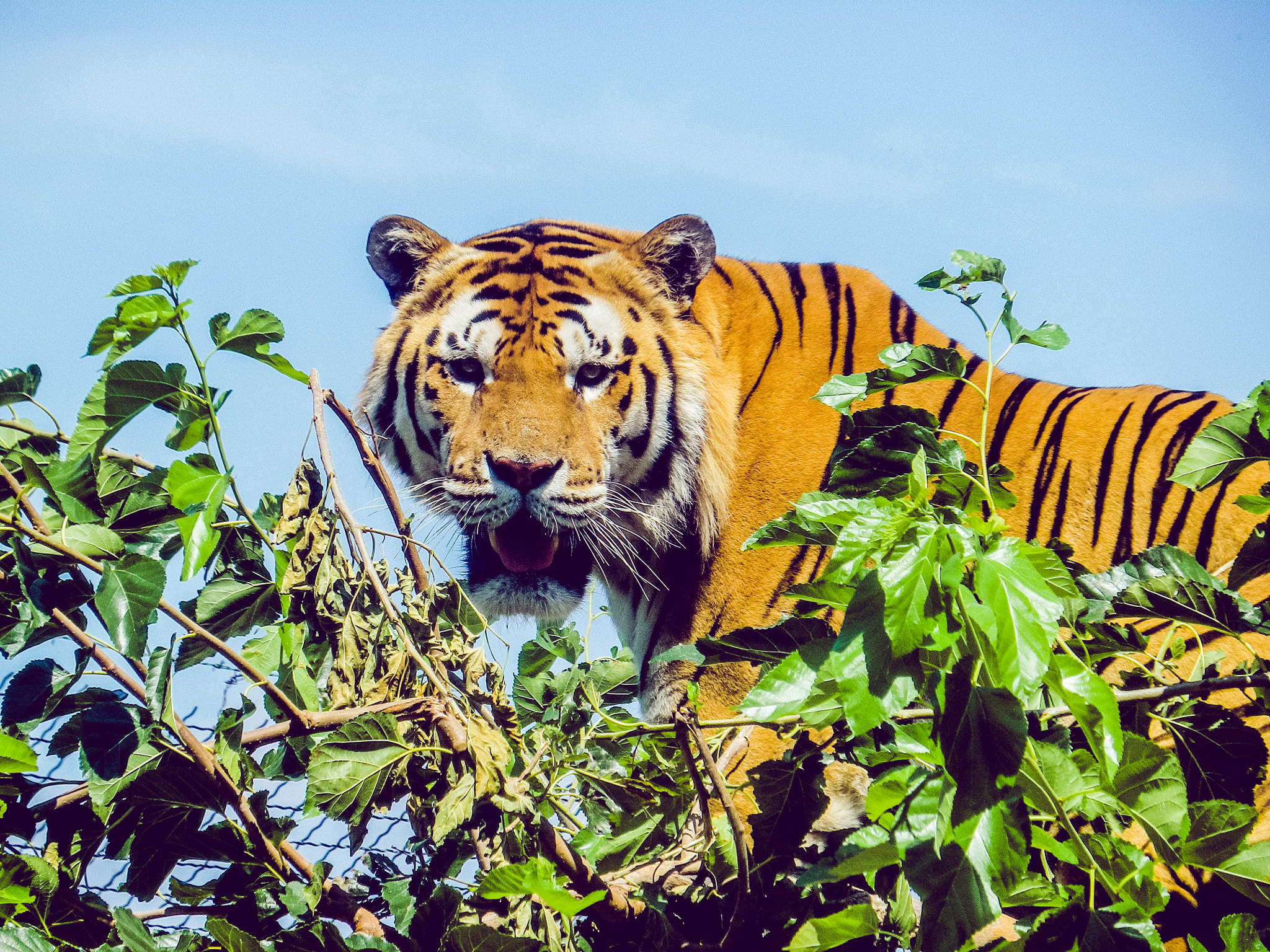 Pentax Optio RZ10 sample photo. Tiger top photography