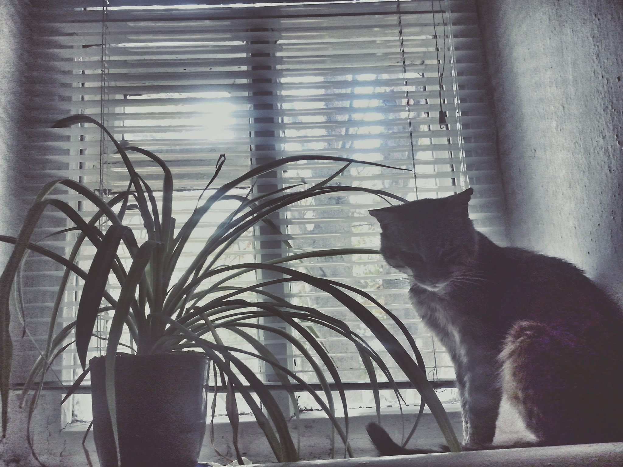 LG OPTIMUS L5 II sample photo. ~ photography