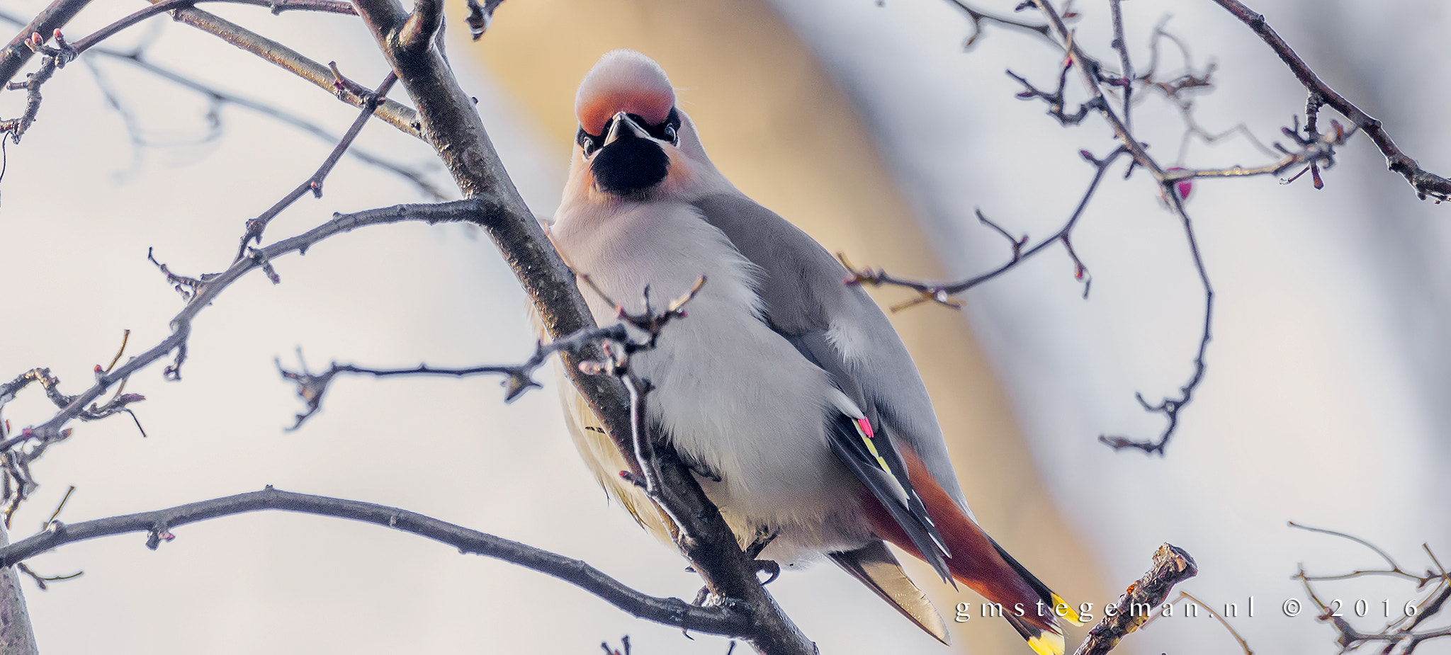 Canon EOS 550D (EOS Rebel T2i / EOS Kiss X4) + Sigma 150-600mm F5-6.3 DG OS HSM | C sample photo. Waxwing photography