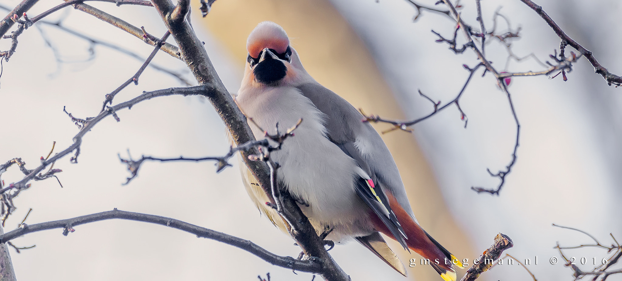 Sigma 150-600mm F5-6.3 DG OS HSM | C sample photo. Waxwing photography