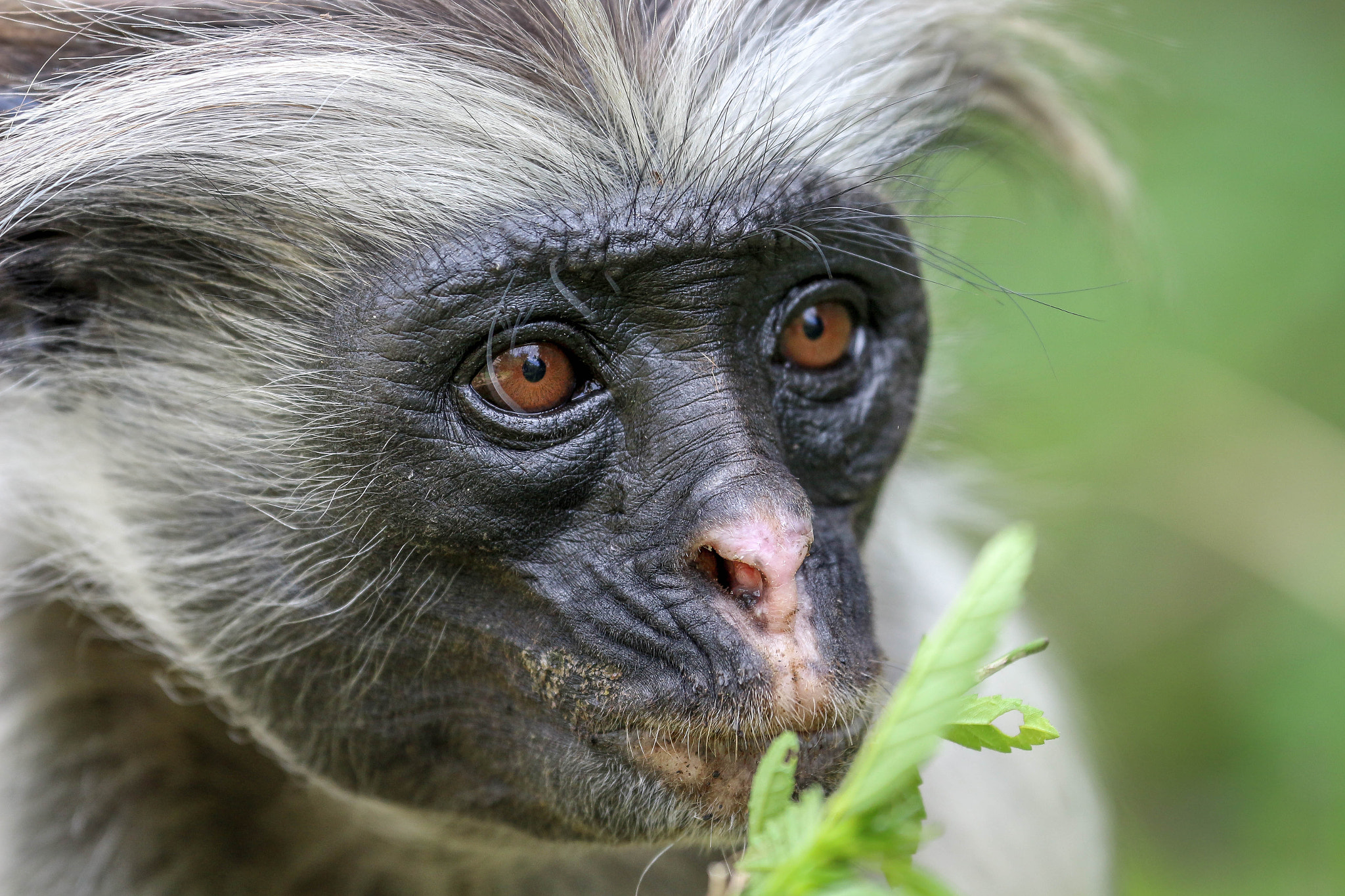 Canon EF 70-300mm F4-5.6L IS USM sample photo. The red colobus monkey photography