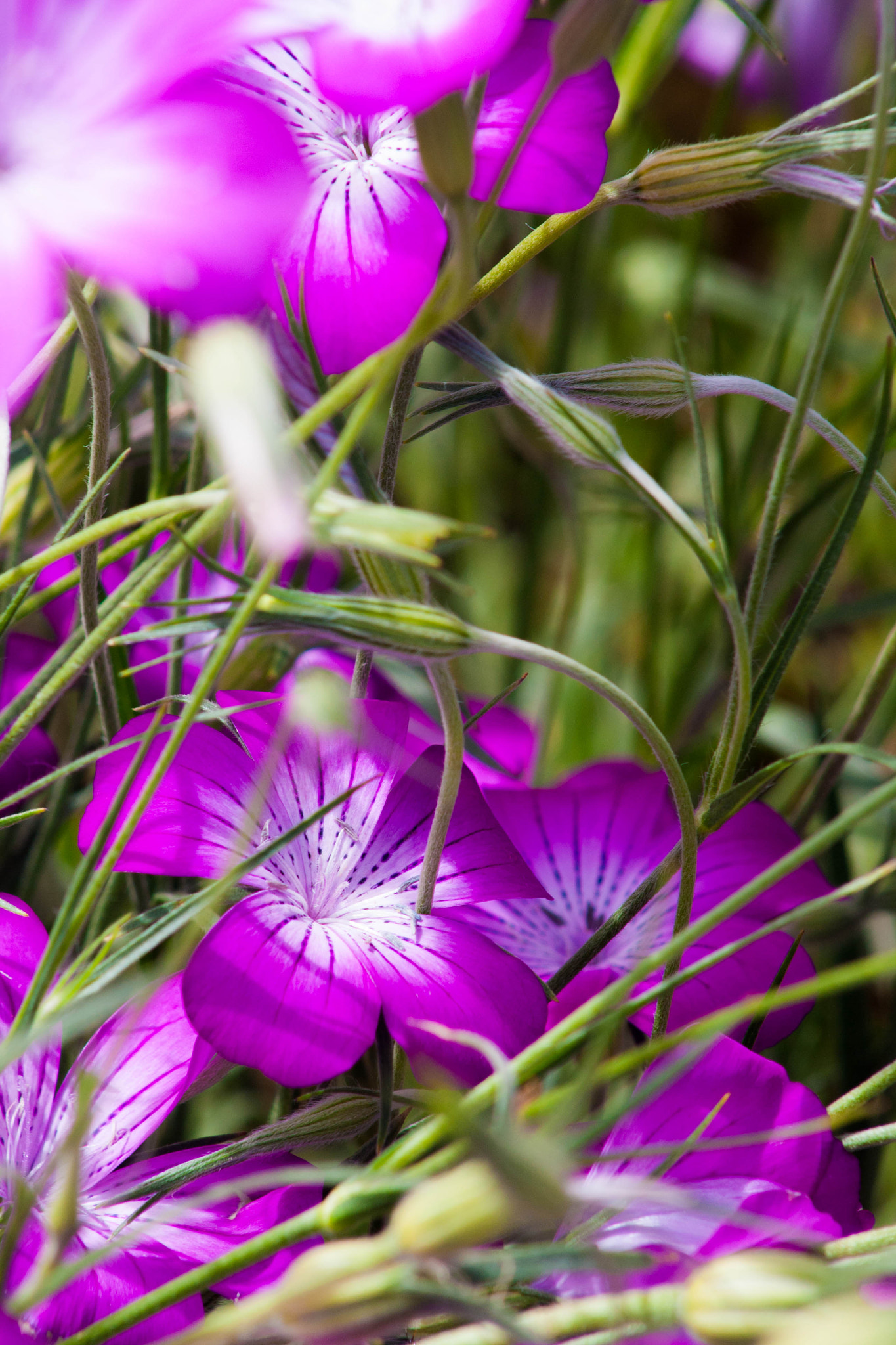 Canon EF 75-300mm f/4-5.6 USM sample photo. Within photography