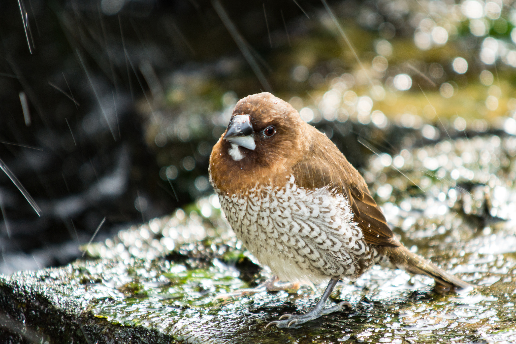 Minolta AF 100-300mm F4.5-5.6 APO [New] sample photo. Society finch in a rain shower photography