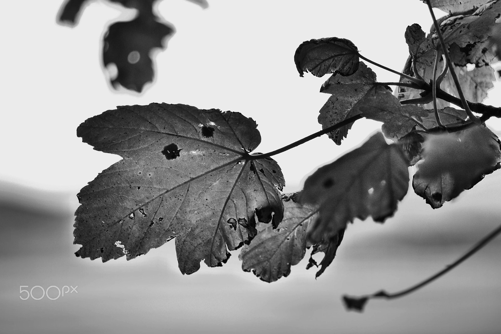Panasonic Lumix DMC-GH3 sample photo. Leaves photography