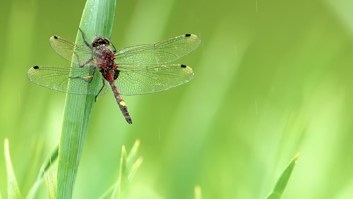 Nikon D90 + Nikon AF-S Nikkor 600mm F4G ED VR sample photo. Dragonfly in the rain photography