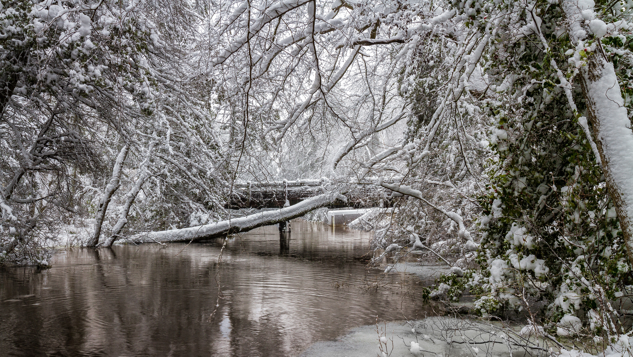 Canon EOS 7D + Sigma 20mm F1.4 DG HSM Art sample photo. Pine barrens snow day photography