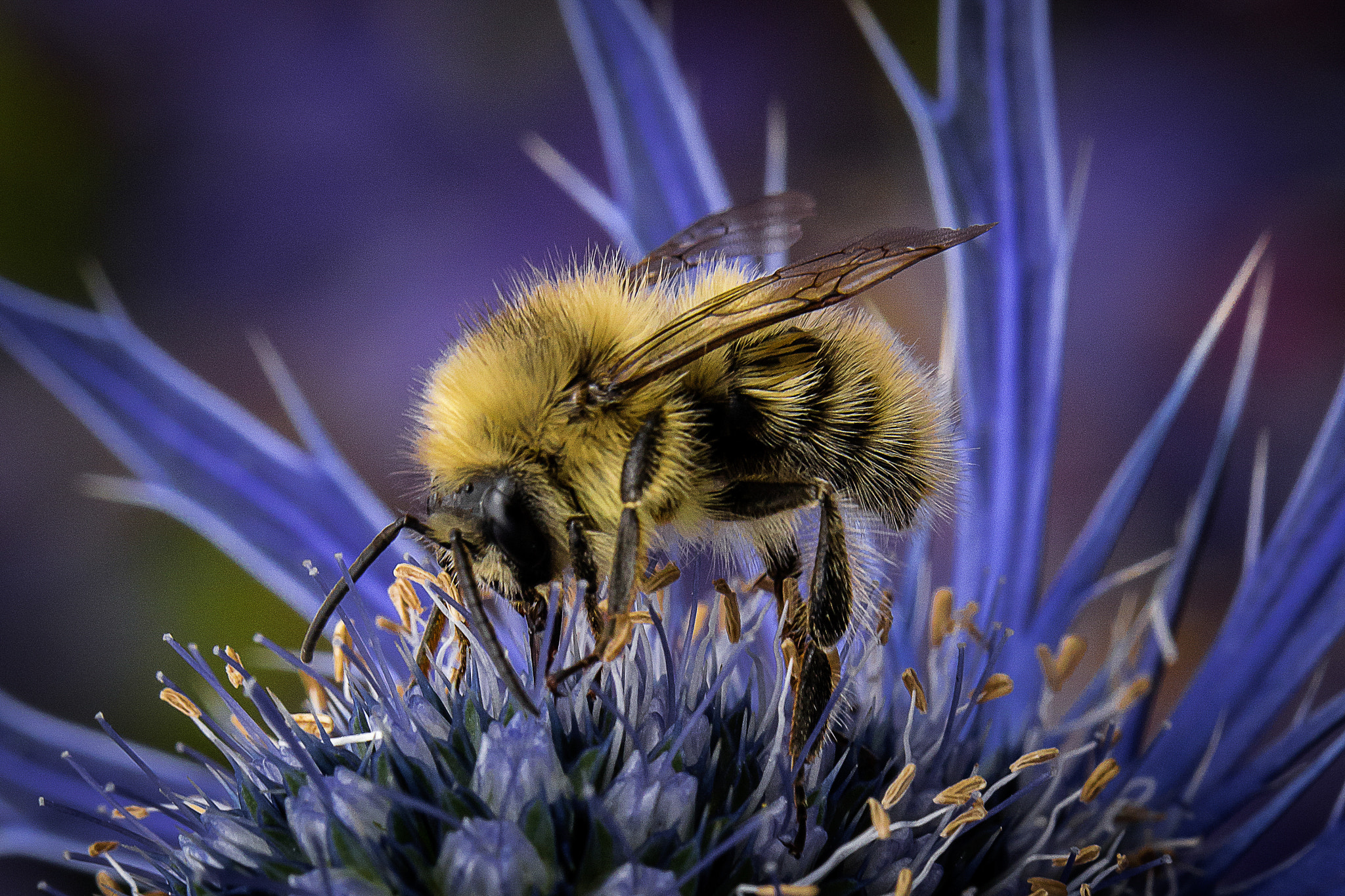Canon EOS 6D + Canon EF 100mm F2.8 Macro USM sample photo. Drinking some juice photography