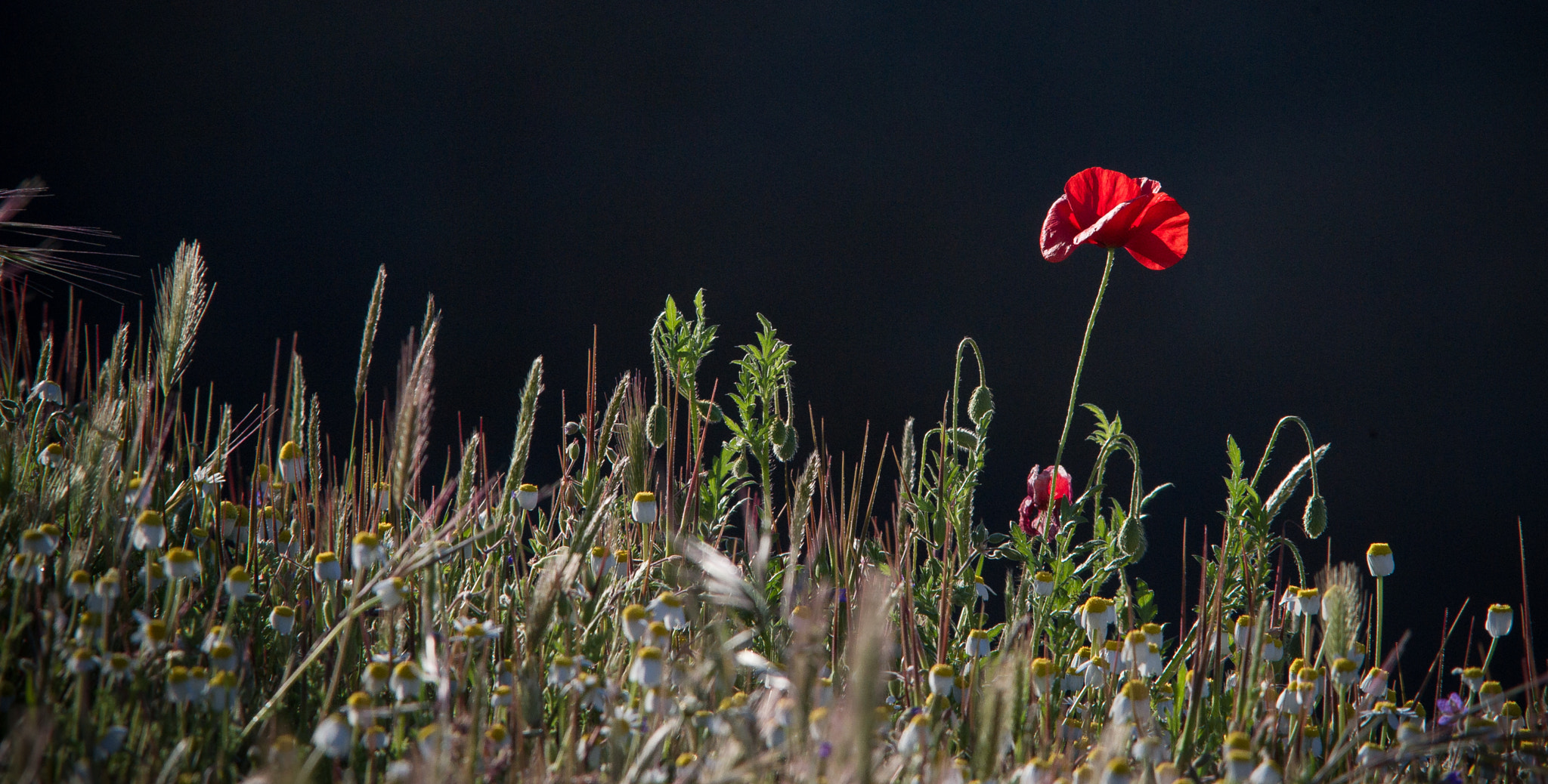 Nikon AF-S Nikkor 300mm F2.8G ED VR II sample photo. Amapola, papaver rhoeas photography