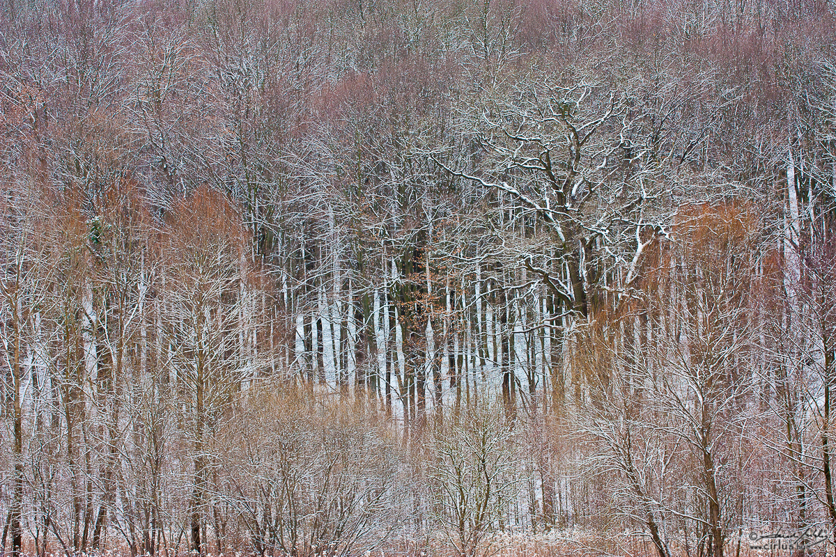 Sigma 50-500mm f/4-6.3 APO HSM EX sample photo. Winter mood photography