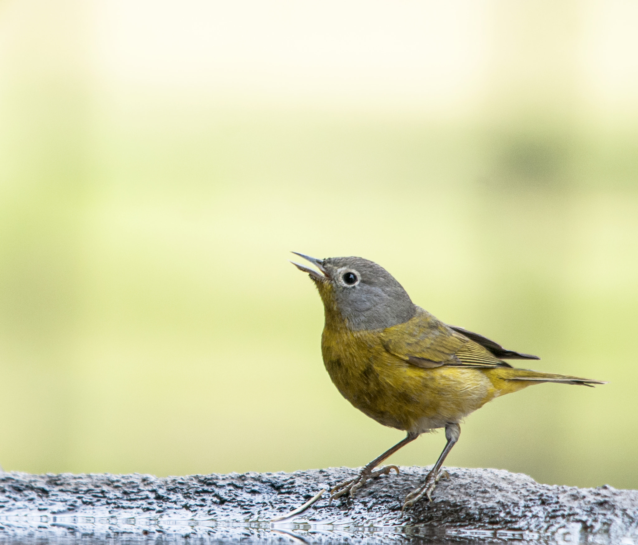 Sigma 150-500mm F5-6.3 DG OS HSM sample photo. Chipe de coronilla / nashville warbler photography