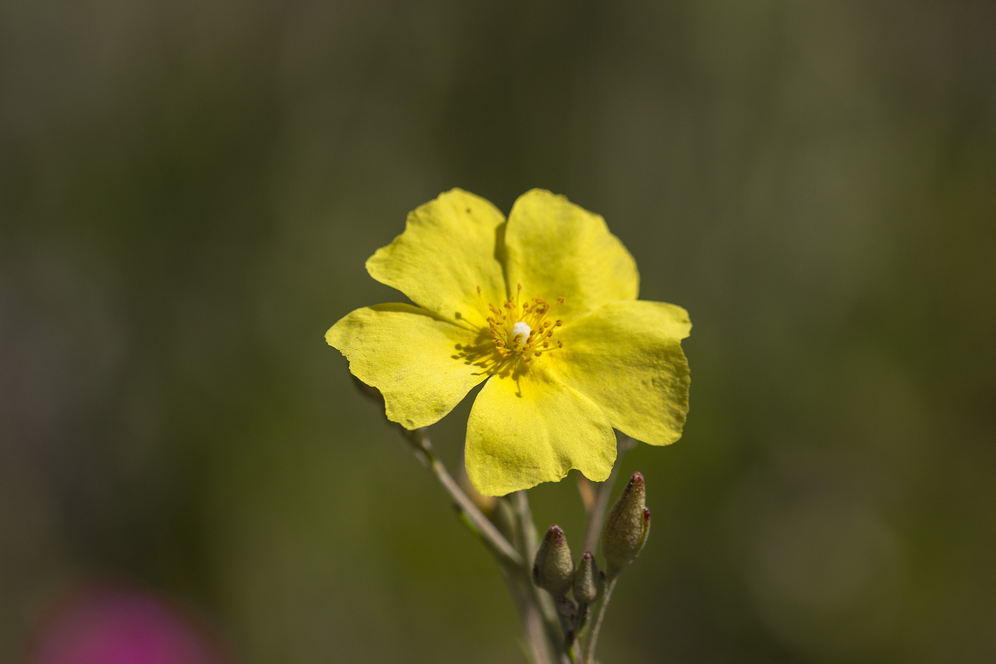 Sigma 105mm F2.8 EX DG OS HSM sample photo. Yellow flower photography