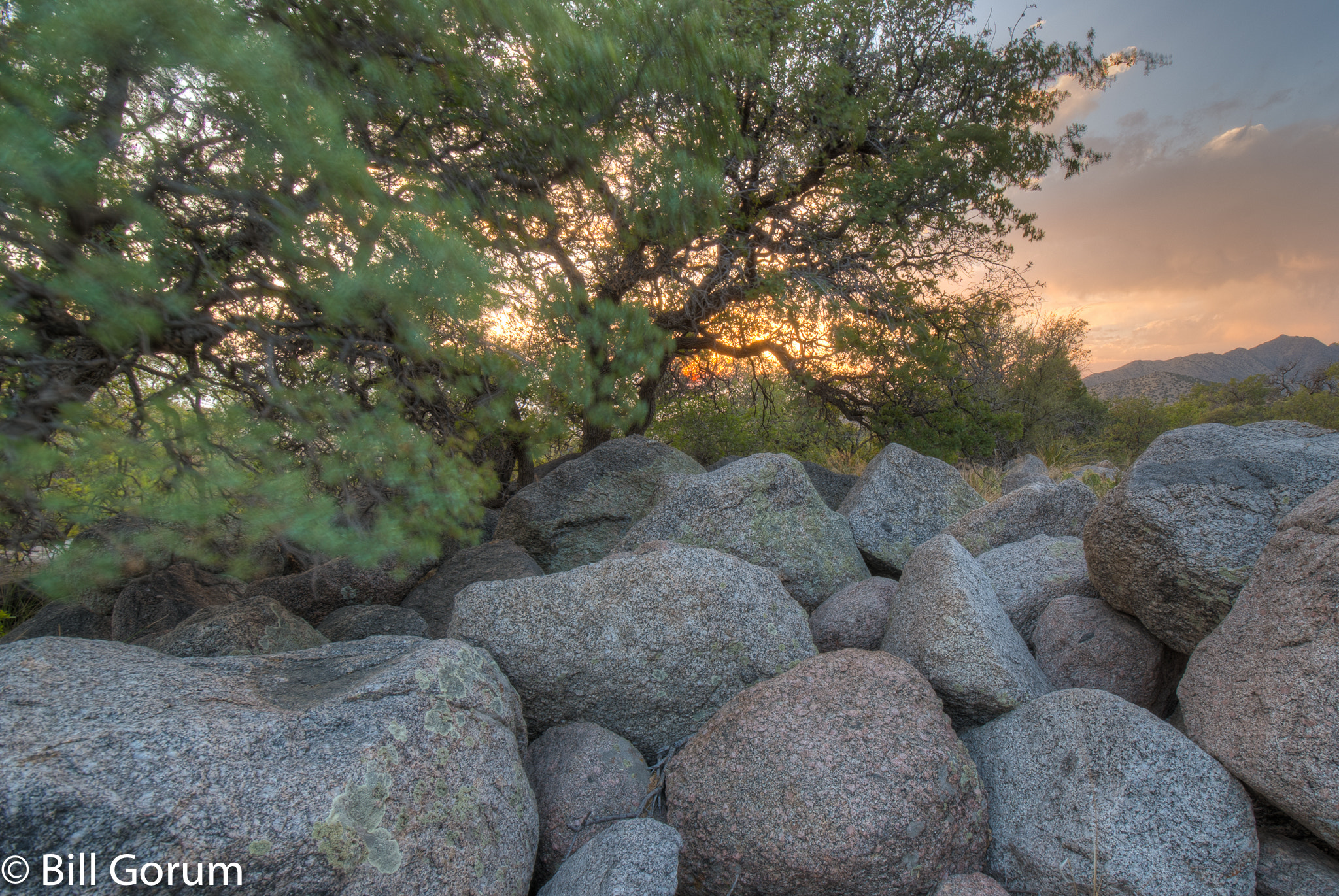 Nikon D200 sample photo. Wind, oaks, and granite, sandia mountains, new mex photography