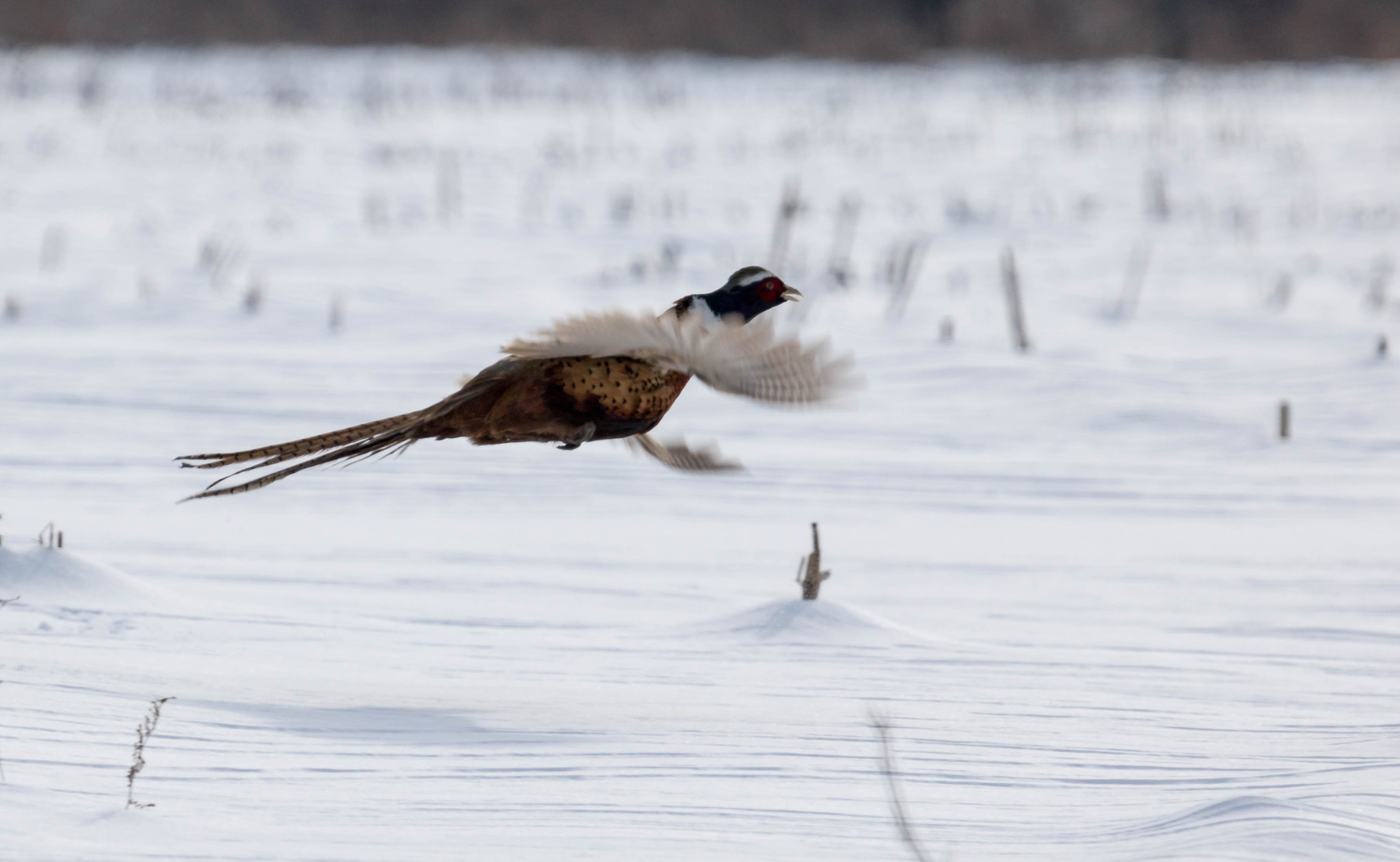 Canon EOS 750D (EOS Rebel T6i / EOS Kiss X8i) + Canon EF 100-400mm F4.5-5.6L IS USM sample photo. Pheasant over snow photography
