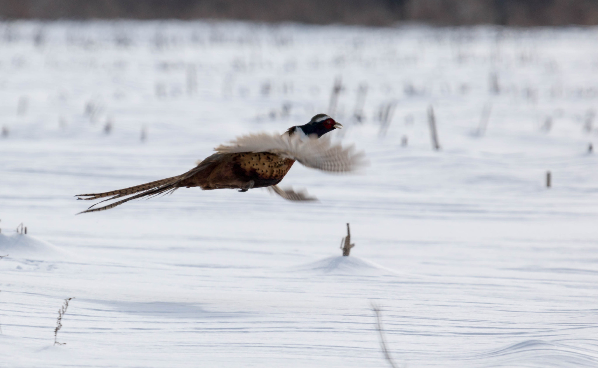 Canon EF 100-400mm F4.5-5.6L IS USM sample photo. Pheasant over snow photography