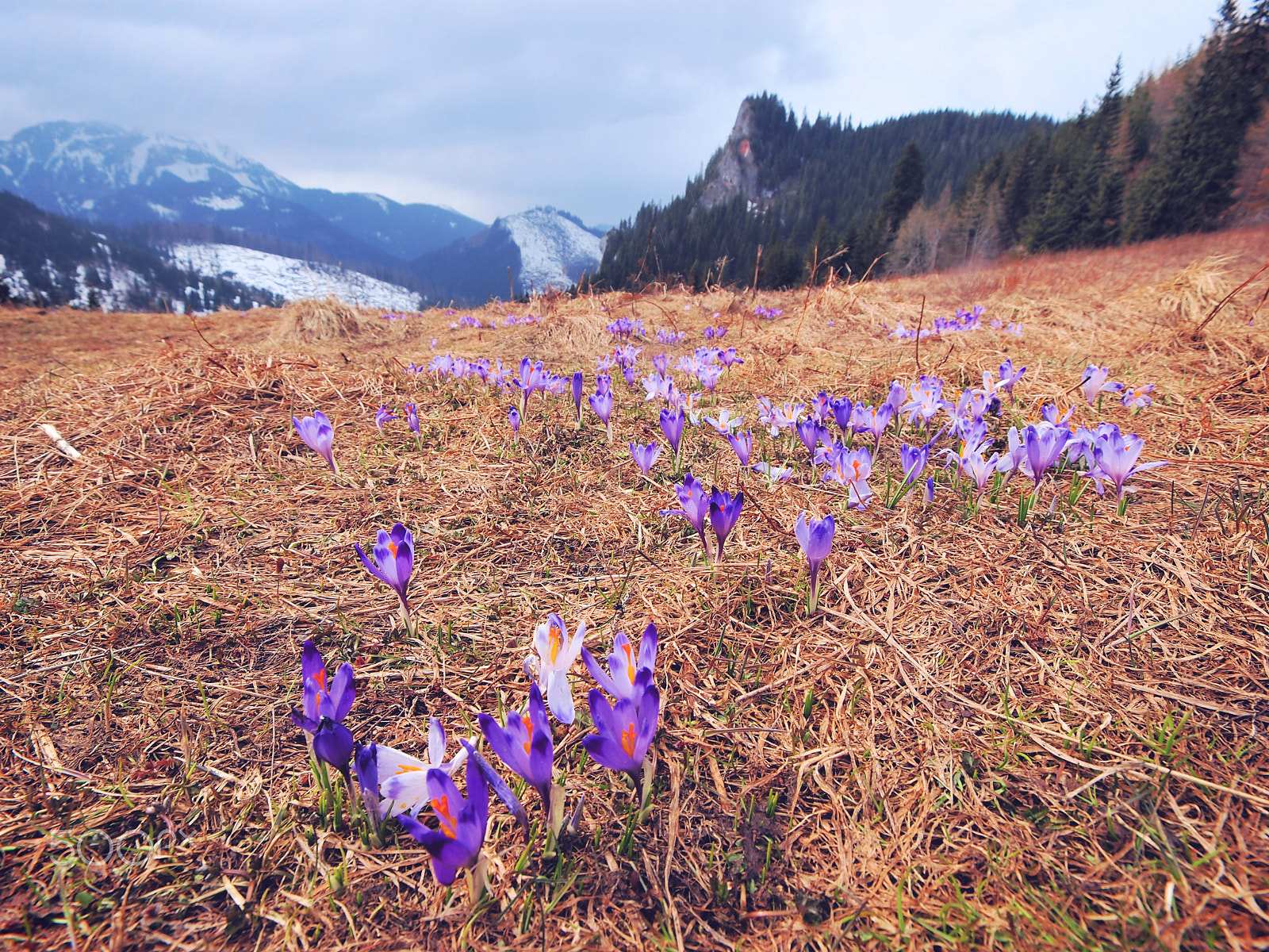 Olympus Zuiko Digital ED 9-18mm F4.0-5.6 sample photo. Crocus photography
