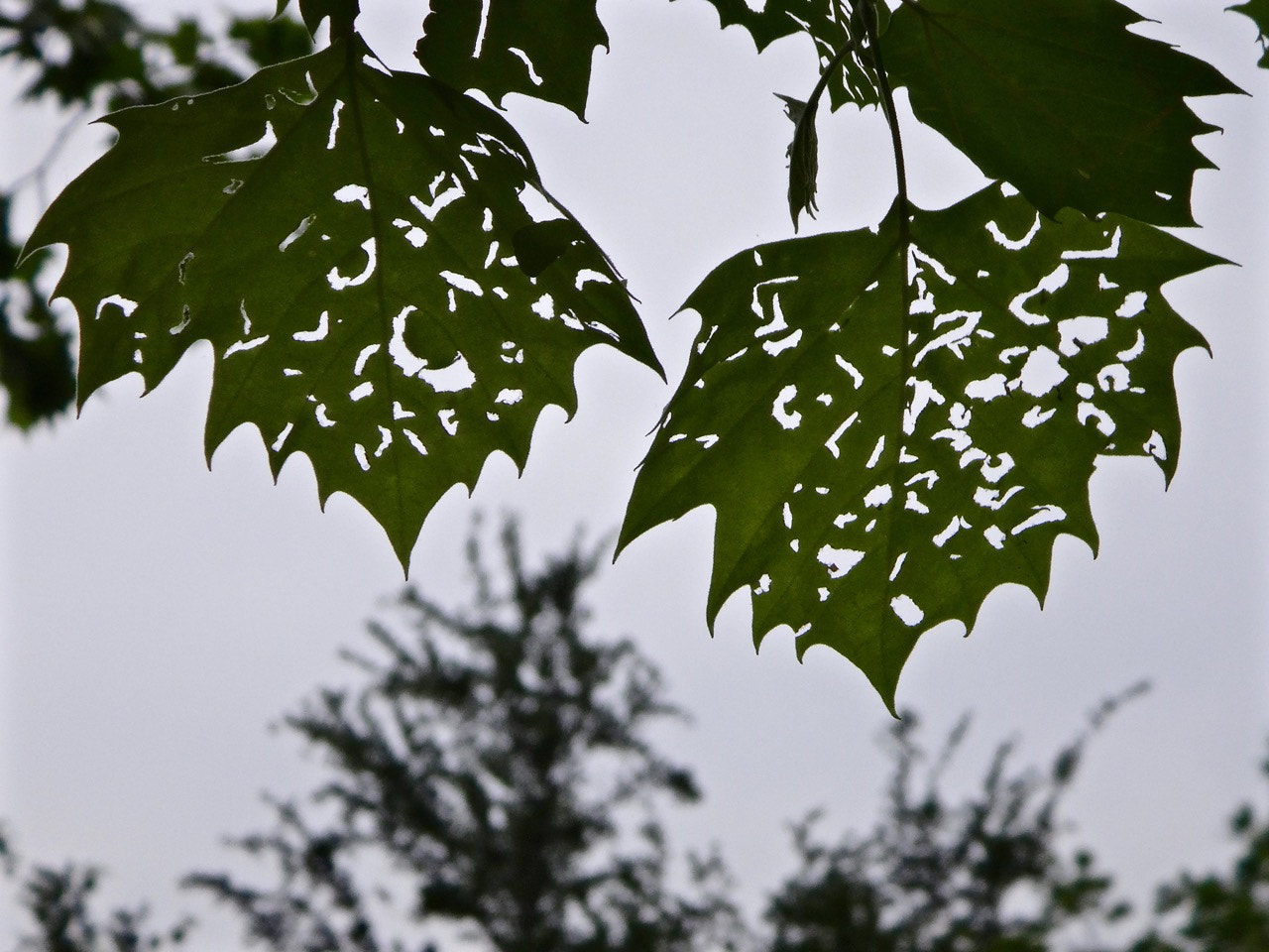 Sony DSC-TX200V sample photo. Thru the torn leaves.... photography