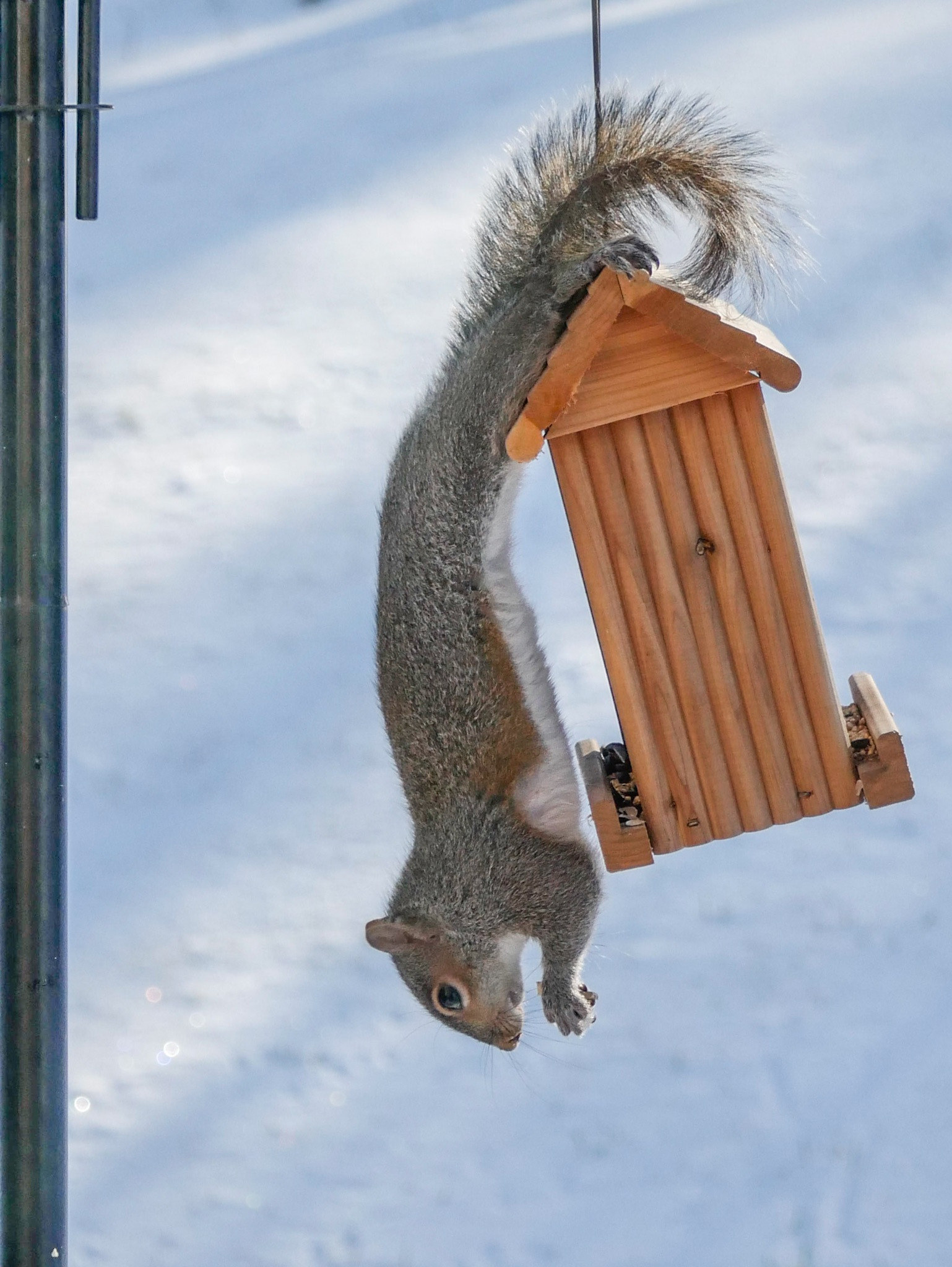 LUMIX G VARIO 45-150/F4.0-5.6 sample photo. Backyard thief photography