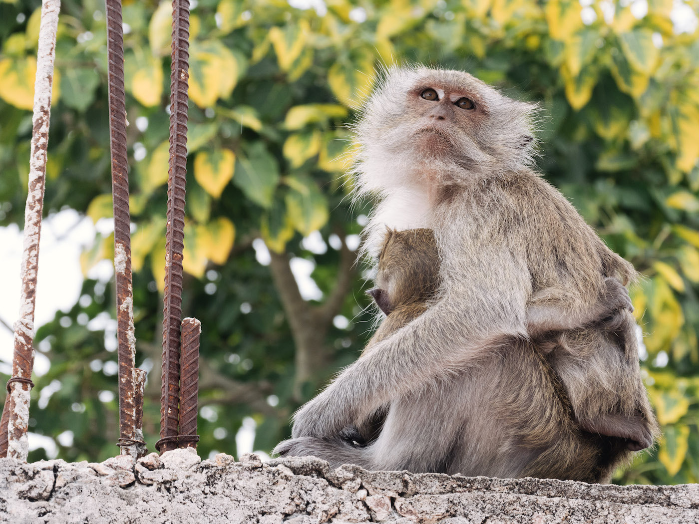 Nikon 1 Nikkor VR 30-110mm F3.8-5.6 sample photo. Monkey mother photography
