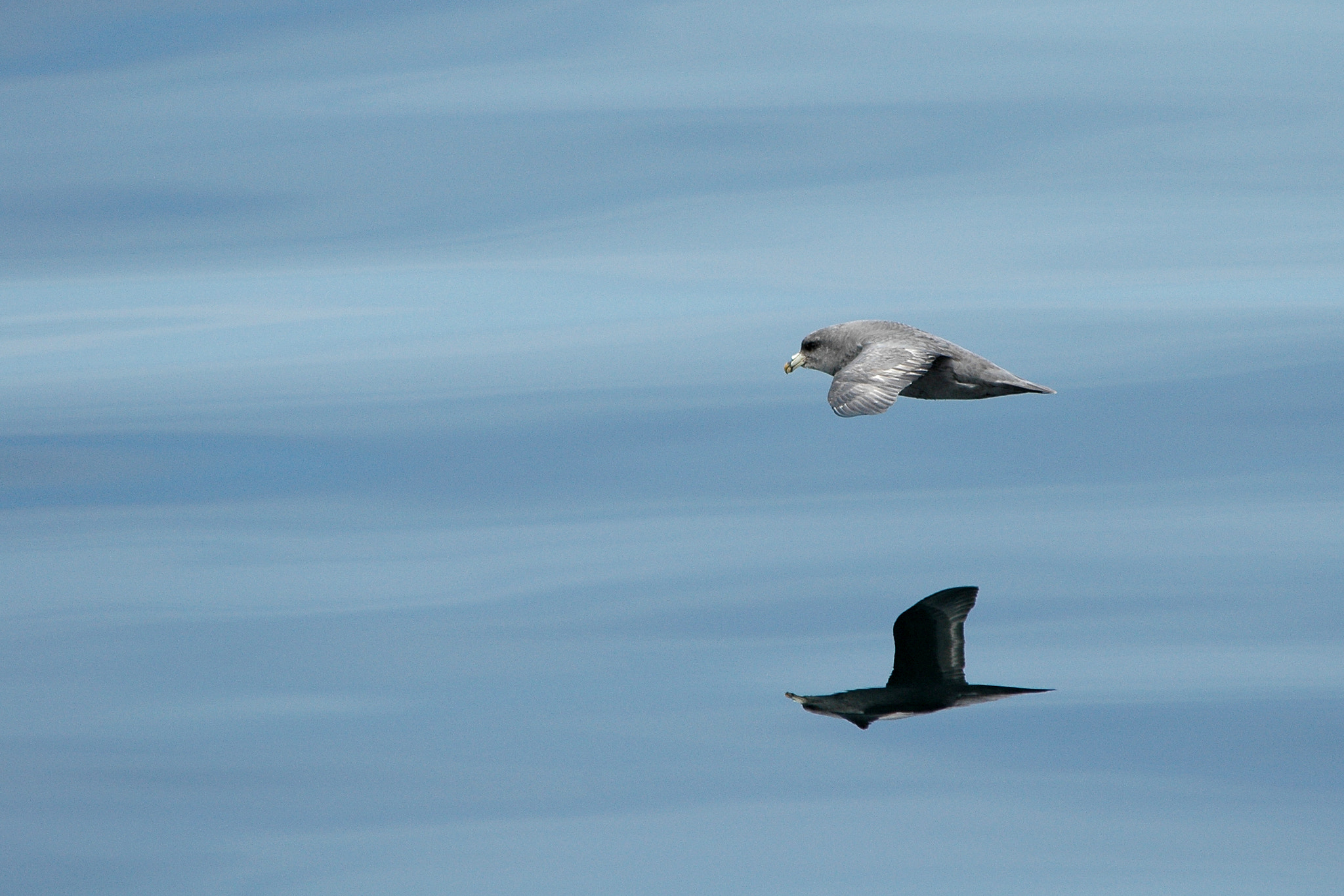 Nikon D70 sample photo. Northern flumar photography