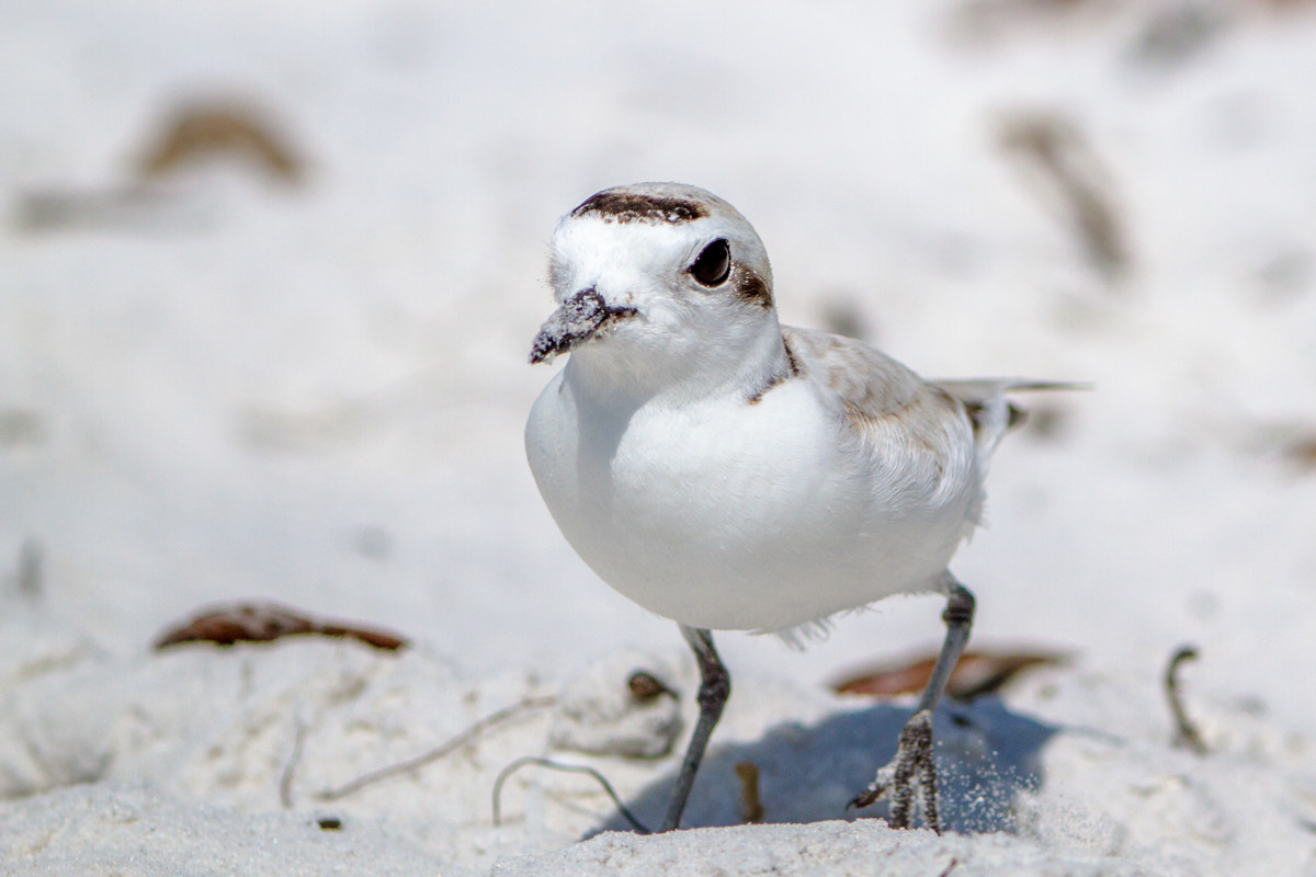 Canon EF 200-400mm F4L IS USM Extender 1.4x sample photo. Snowy plover photography