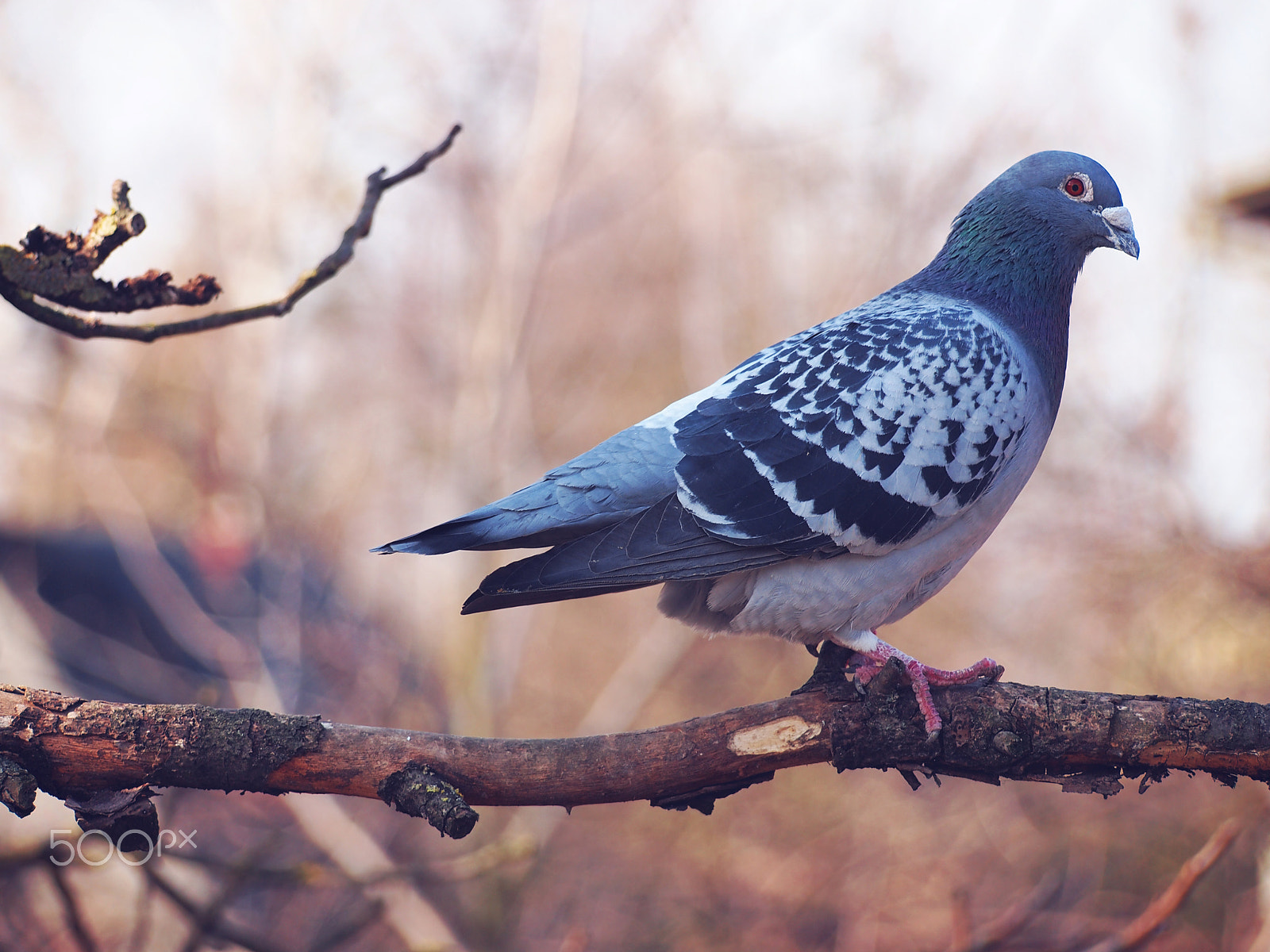 Olympus Zuiko Digital ED 40-150mm F4.0-5.6 sample photo. Pigeon on a tree, poland photography