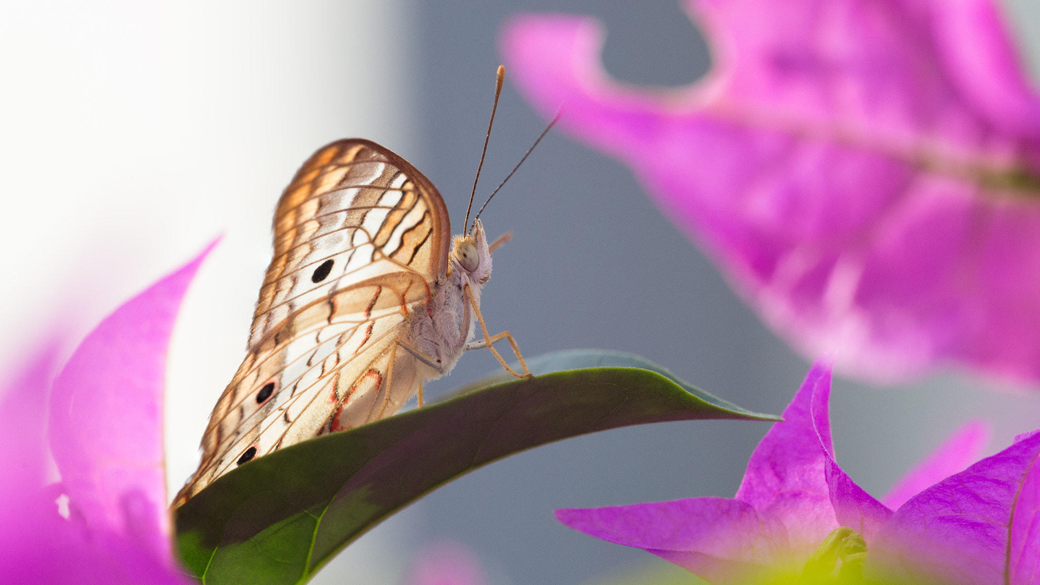 Canon EF 180mm F3.5L Macro USM sample photo. Px photography