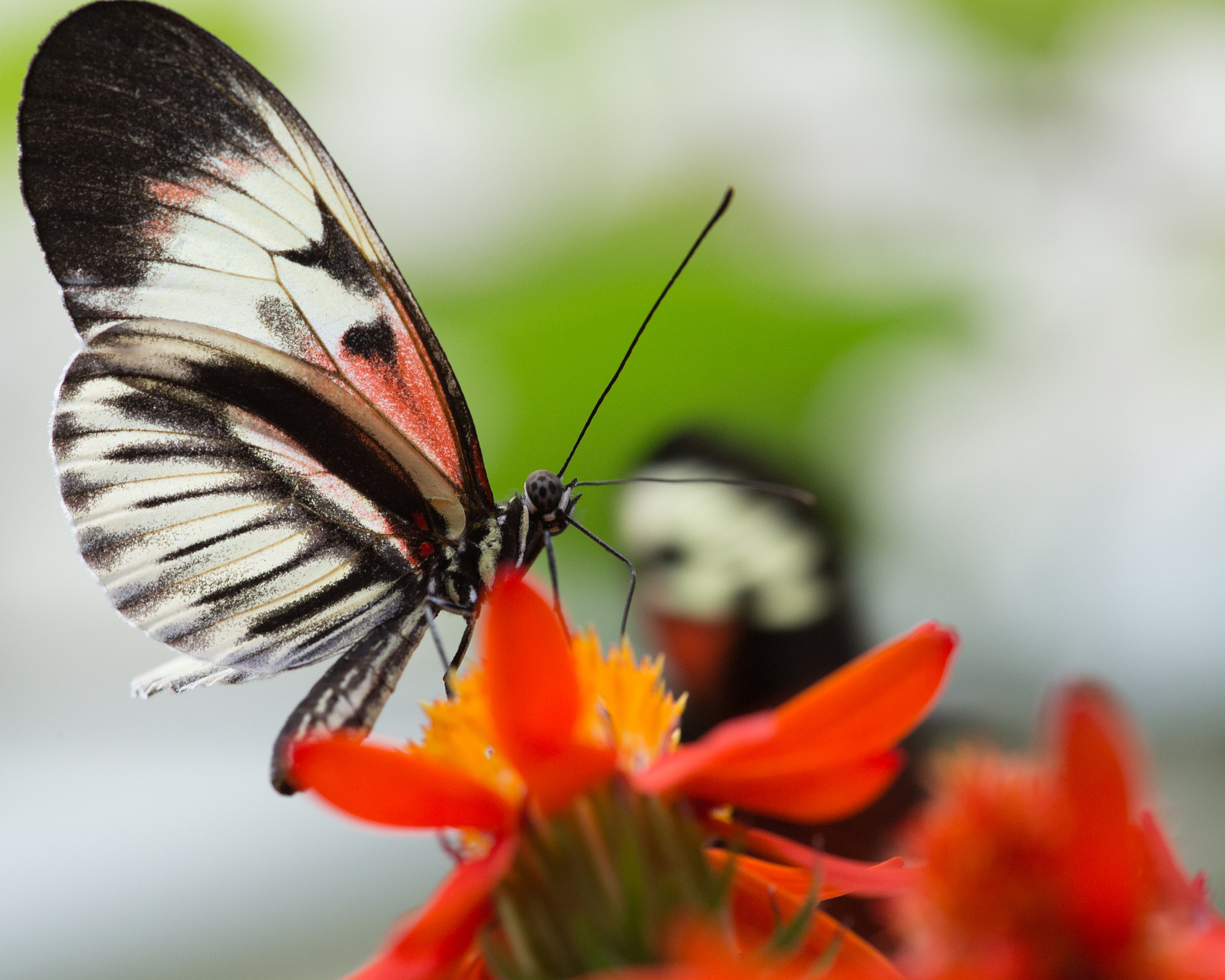 Canon EF 180mm F3.5L Macro USM sample photo. Big butterfly photography