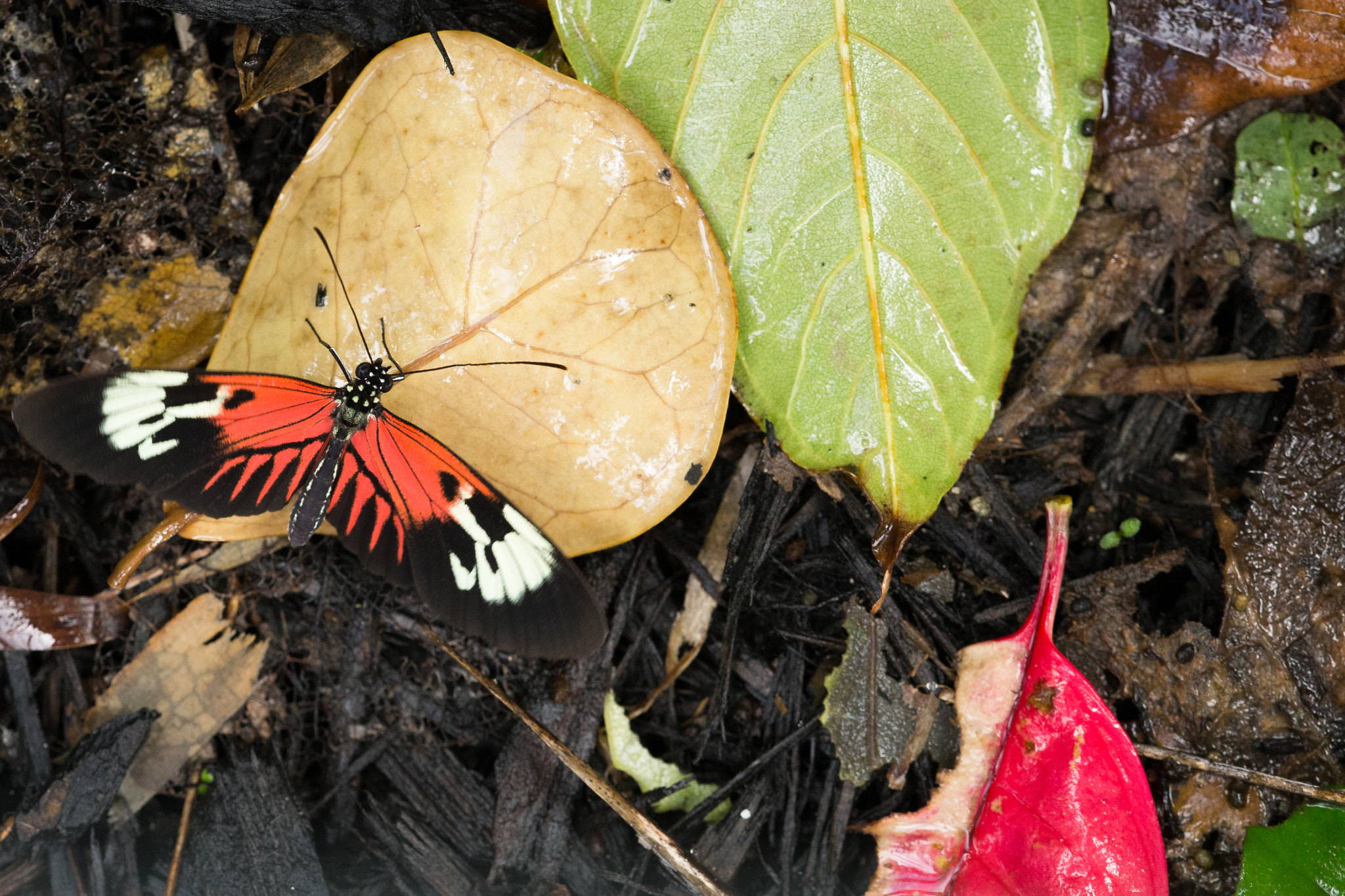 Canon EF 180mm F3.5L Macro USM sample photo. Butterfly in repose photography