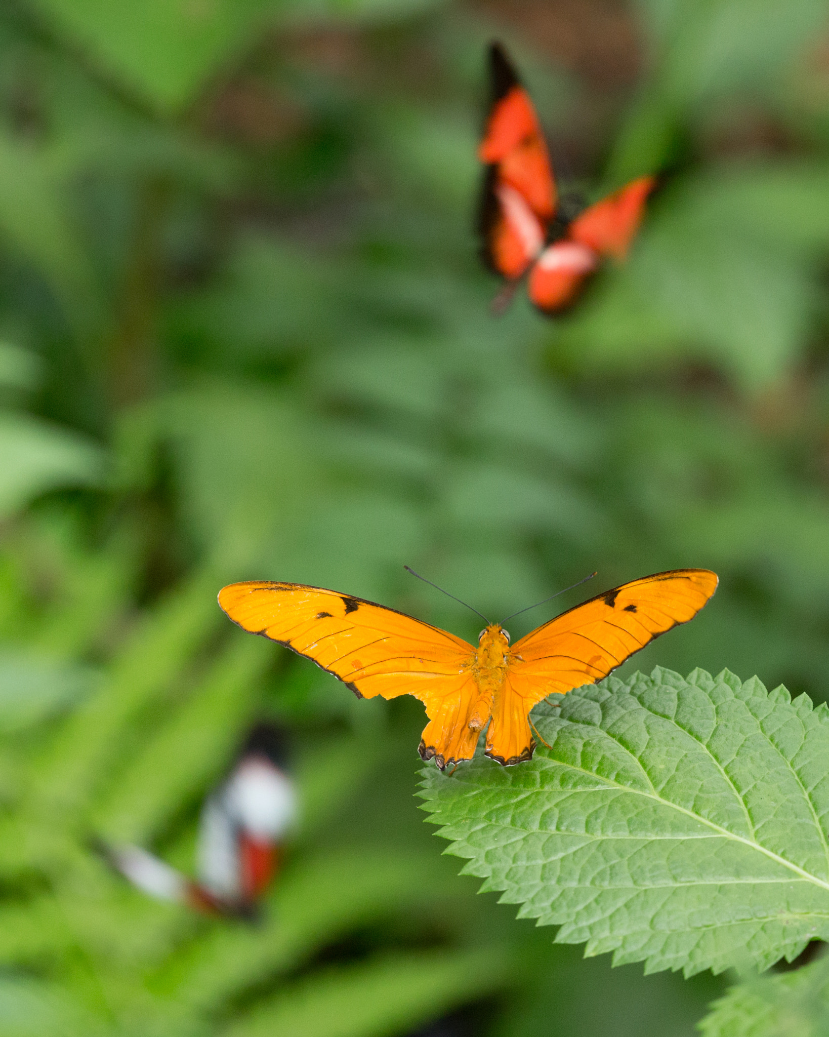 Canon EF 180mm F3.5L Macro USM sample photo. Colors in flight photography