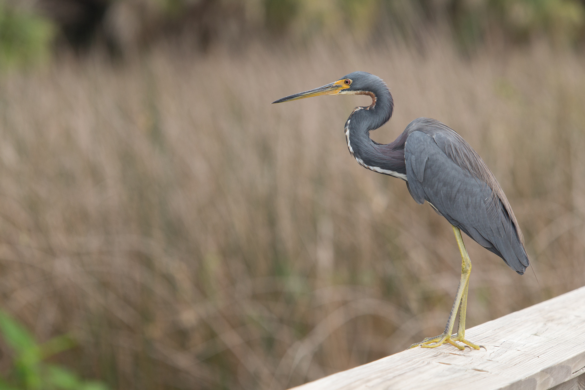 Canon EF 180mm F3.5L Macro USM sample photo. Heron profile photography