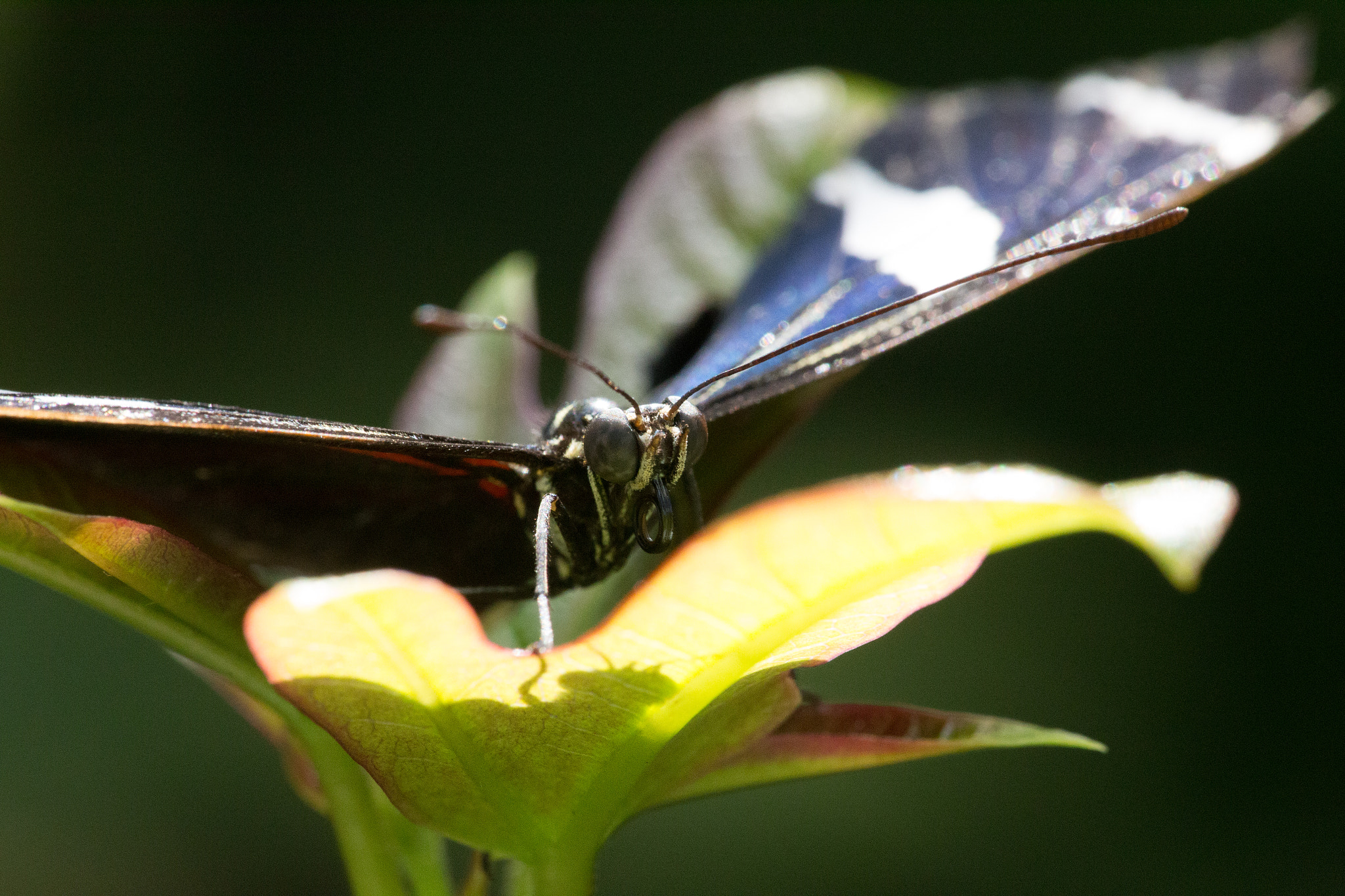 Canon EF 180mm F3.5L Macro USM sample photo. Black butterfly photography