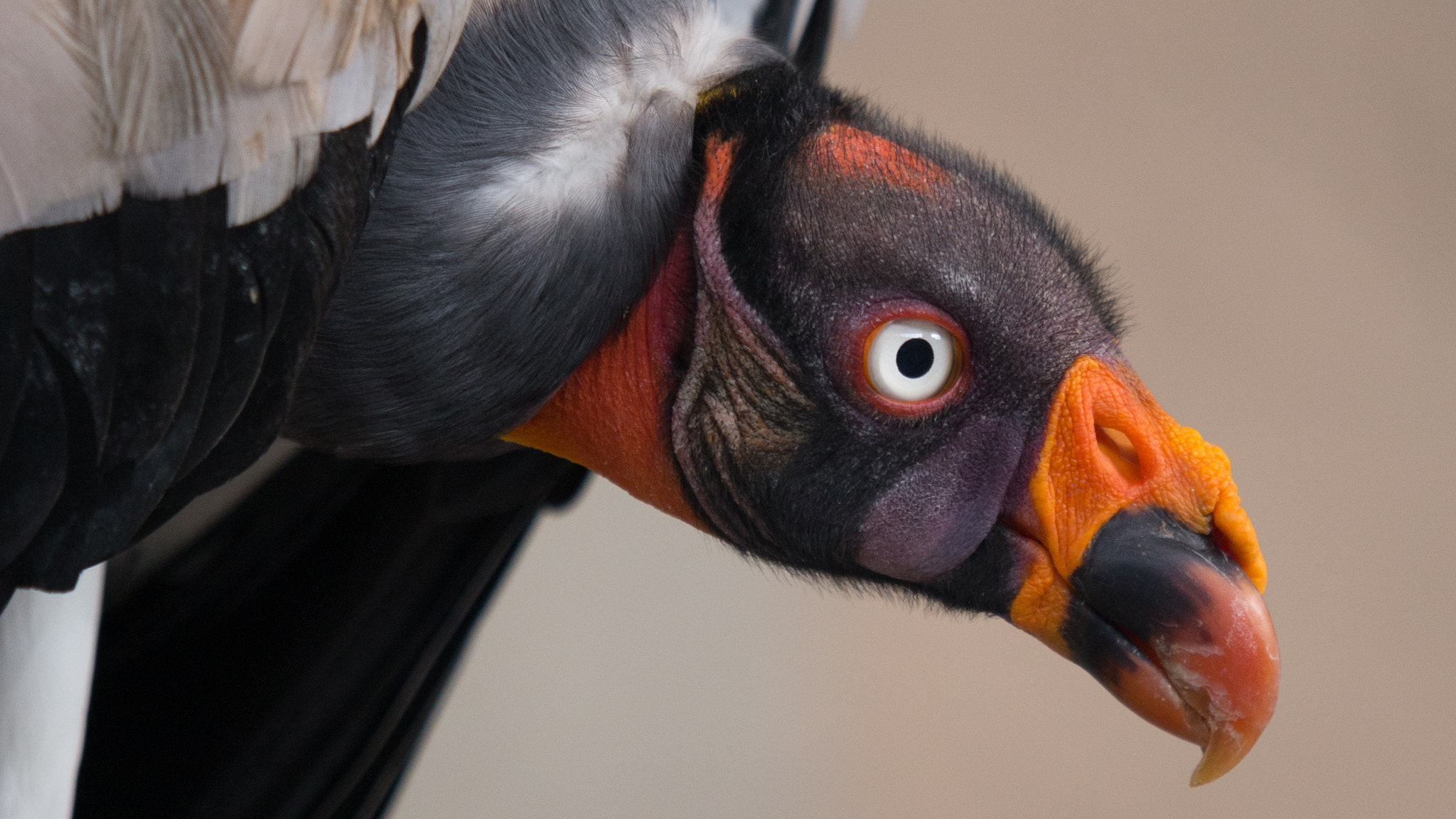 Canon EF 180mm F3.5L Macro USM sample photo. Colorful condor photography