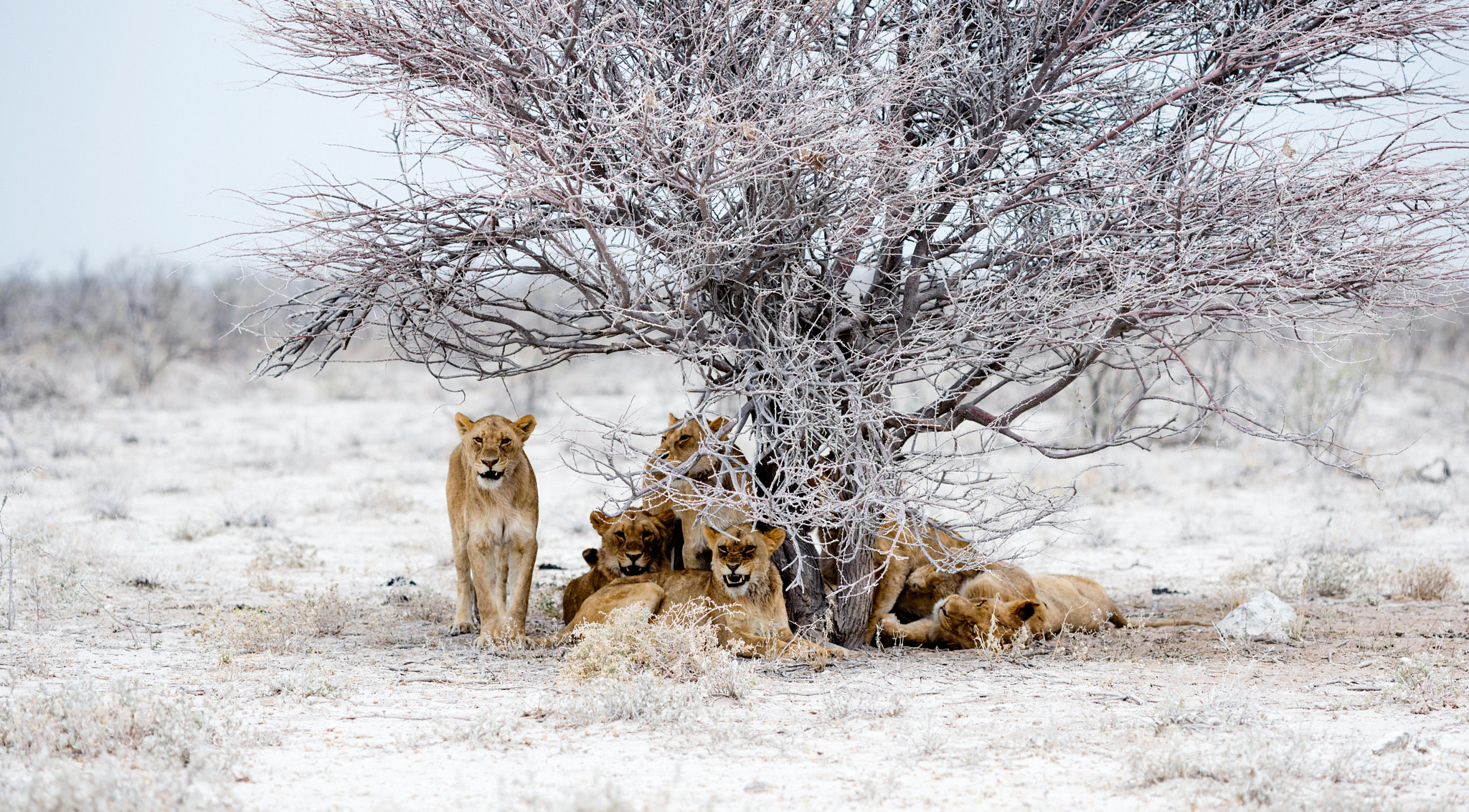 ZEISS Apo Sonnar T* 135mm F2 sample photo. Lionesses at noon photography